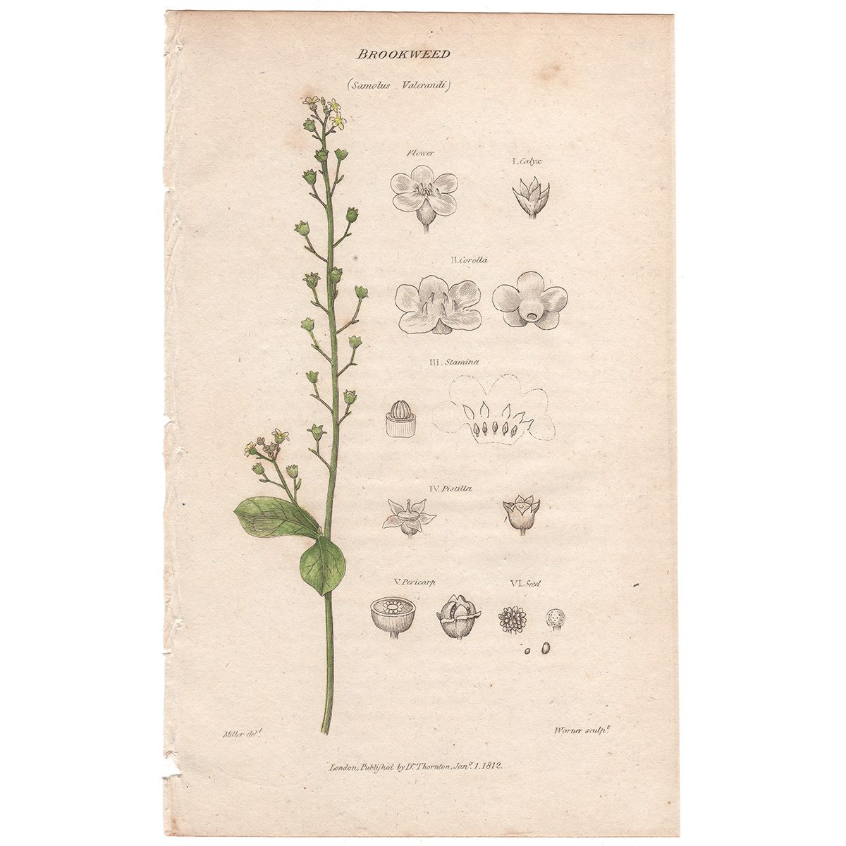 Thornton Flora Plate 156 Brookweed