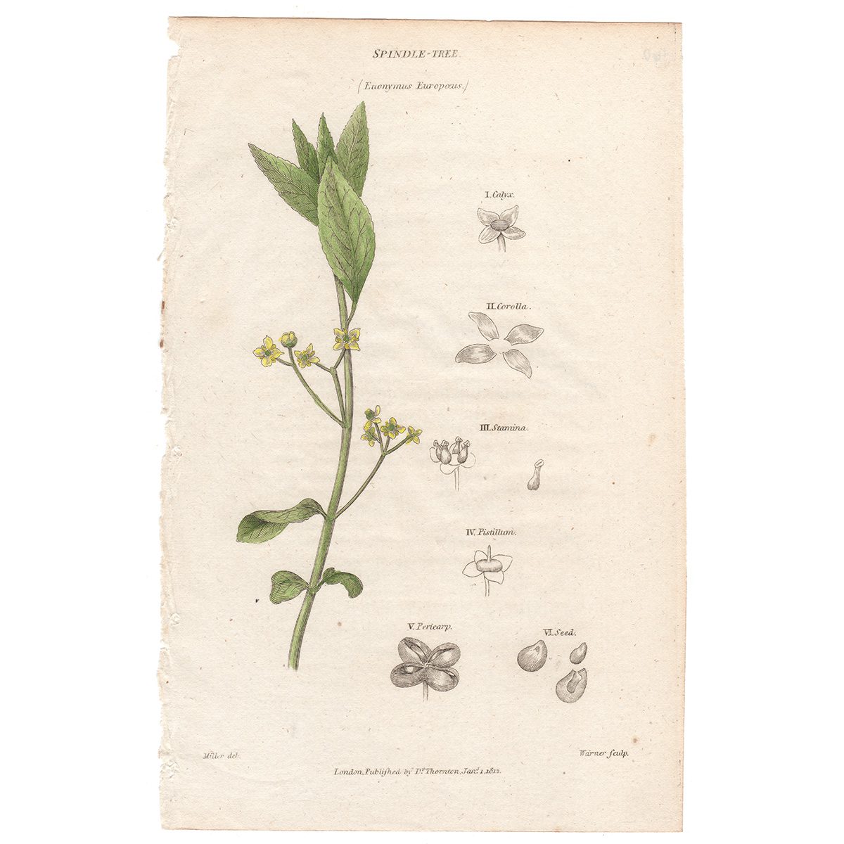 Thornton Flora Plate 160 Spindle-tree