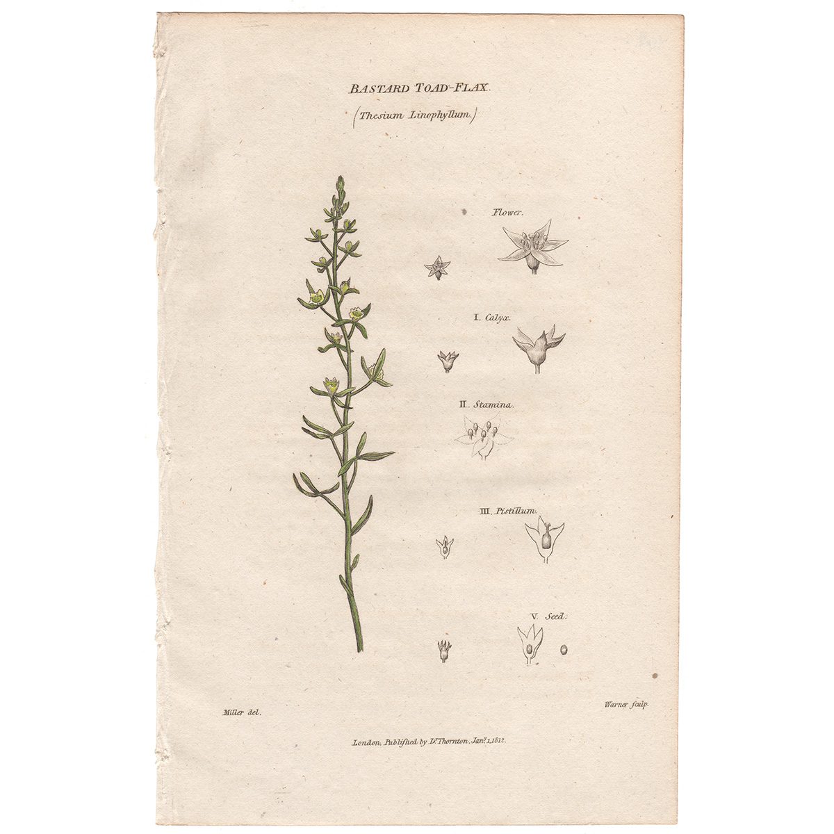 Thornton Flora Plate 164 Bastard Toad-flax