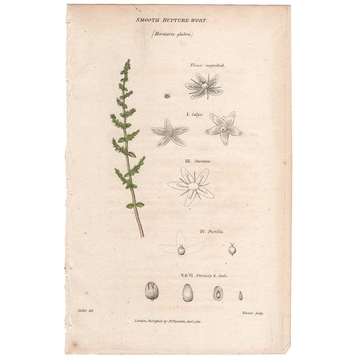 Thornton Flora Plate 170 Smooth Rupture-wort