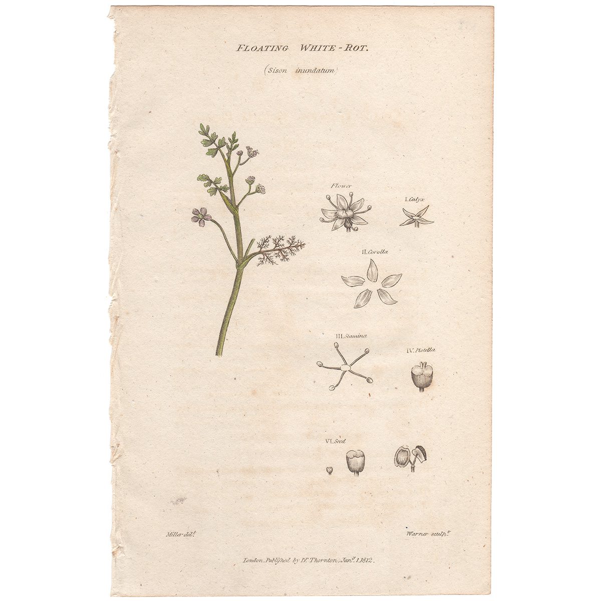 Thornton Flora Plate 178 Floating White-rot