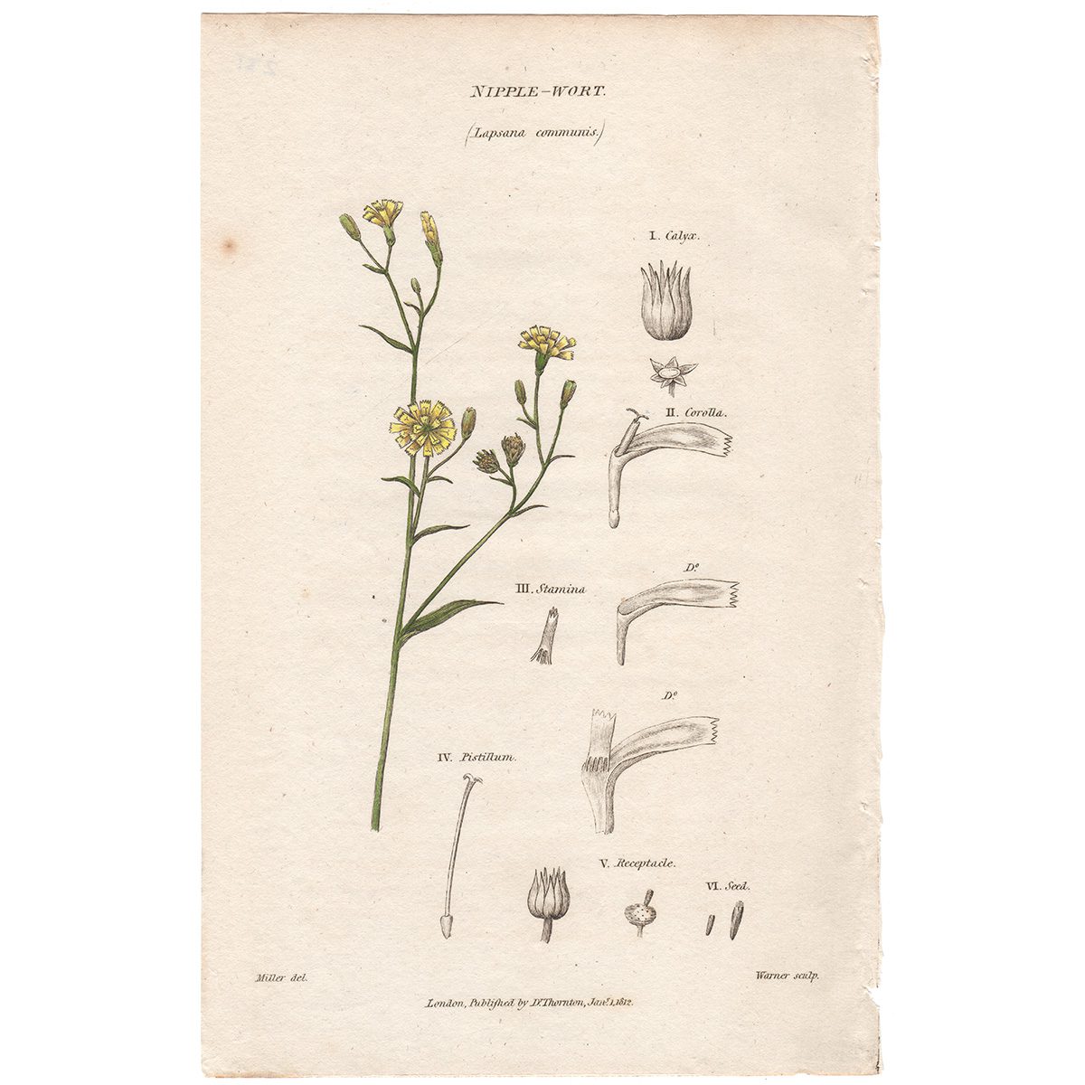 Thornton Flora Plate 231 Nipple-wort