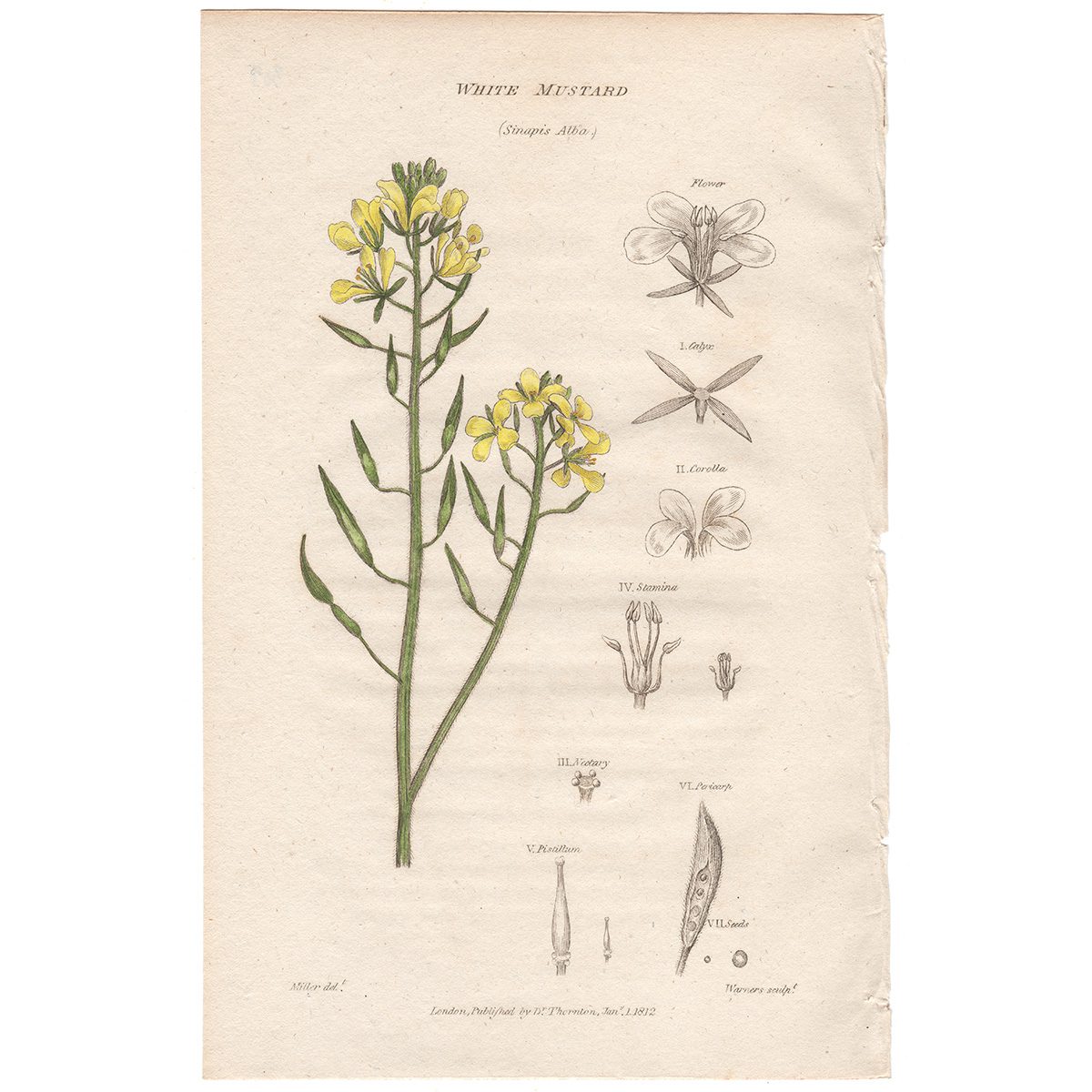 Thornton Flora Plate 309 White Mustard