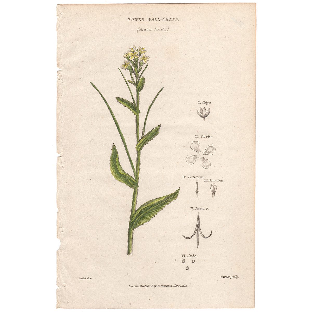 Thornton Flora Plate 316a Tower Wall-cress