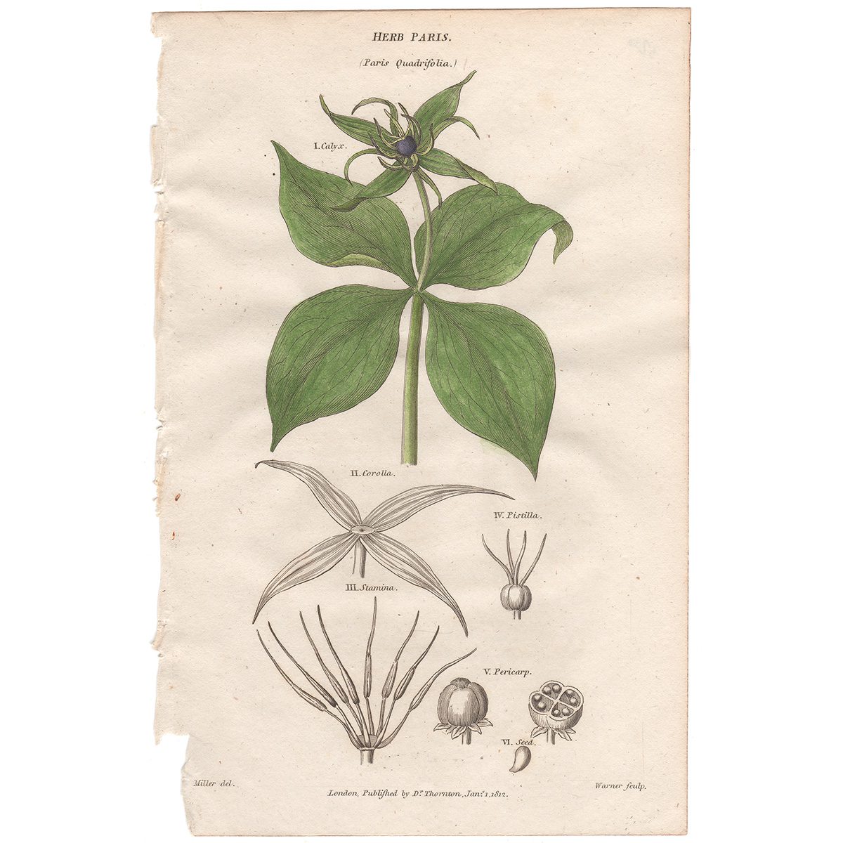 Thornton Flora Plate 326 Herb Paris