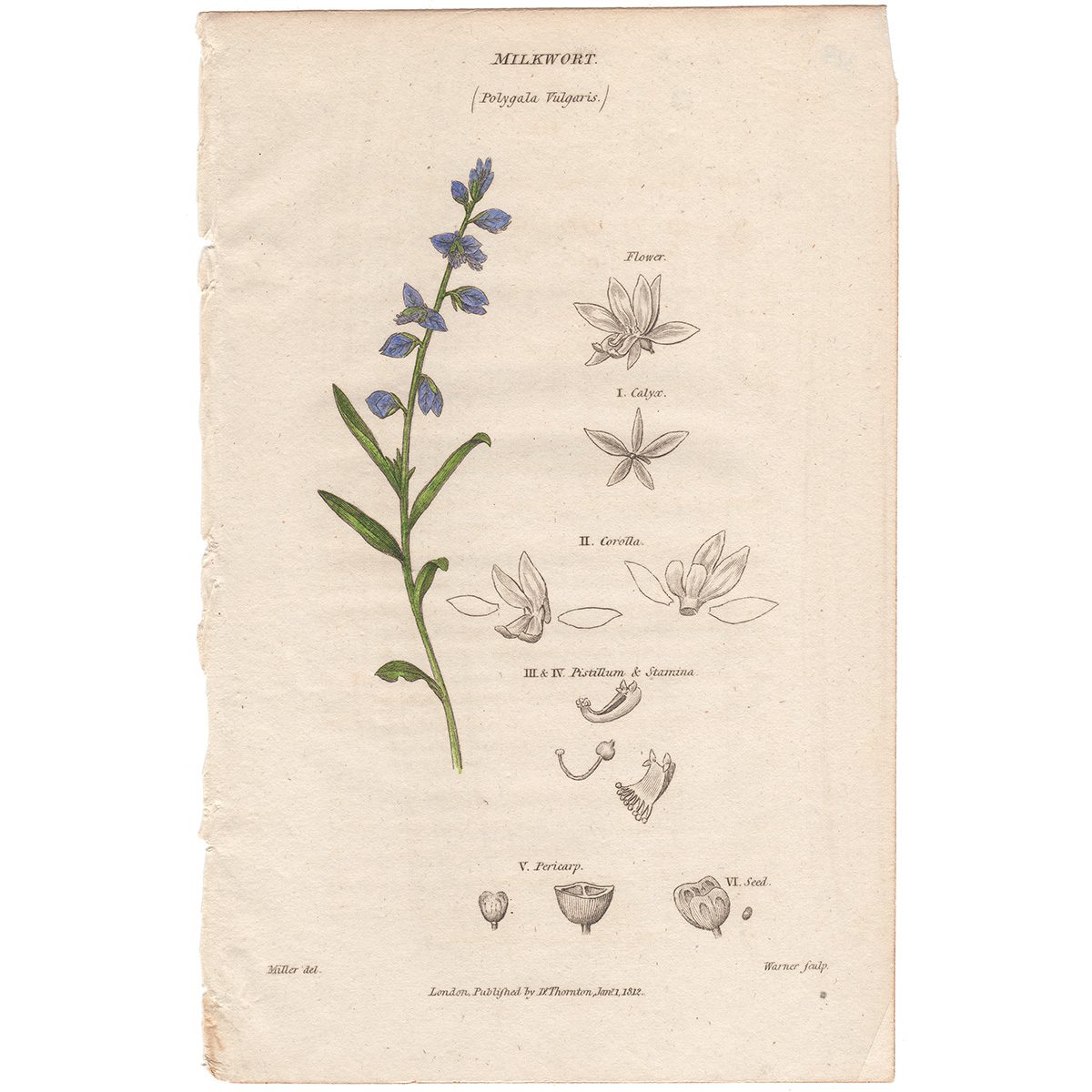 Thornton Flora Plate 328 Milkwort