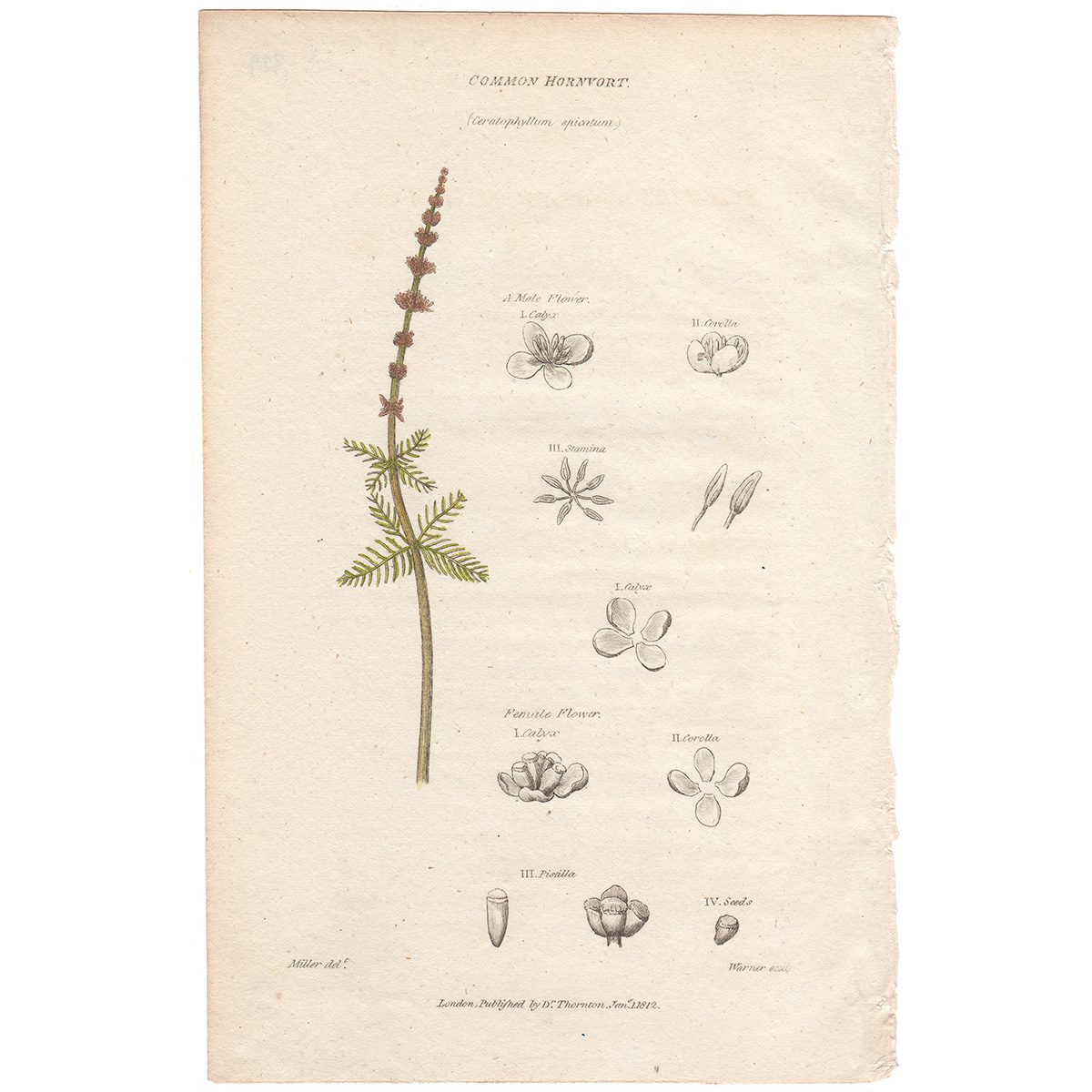 Thornton Flora Plate 329 Common Hornwort