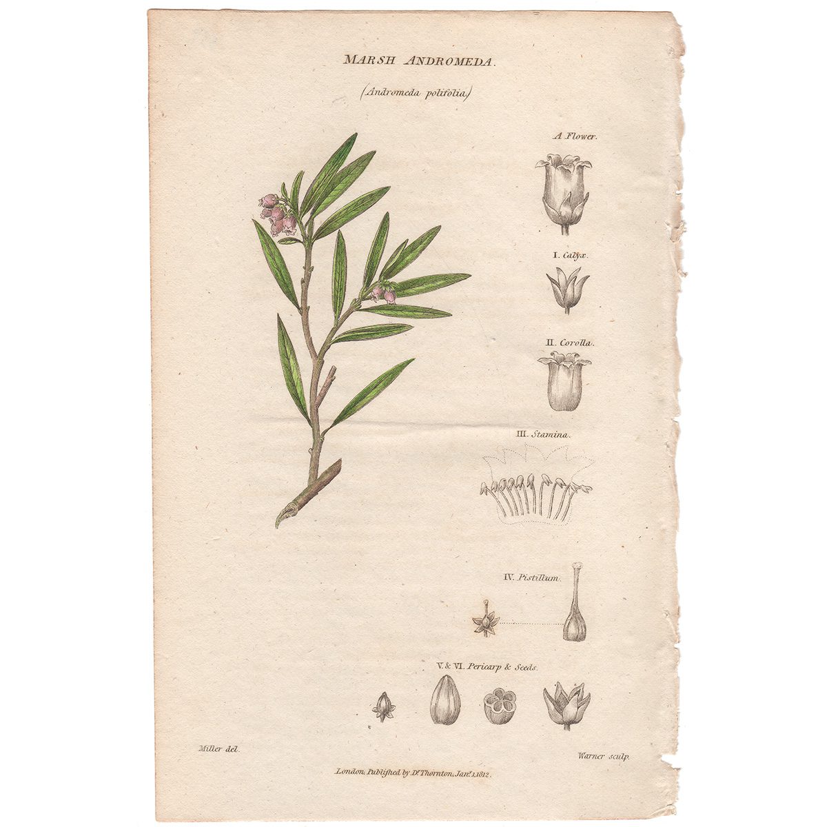 Thornton Flora Plate 339 Marsh Andromeda