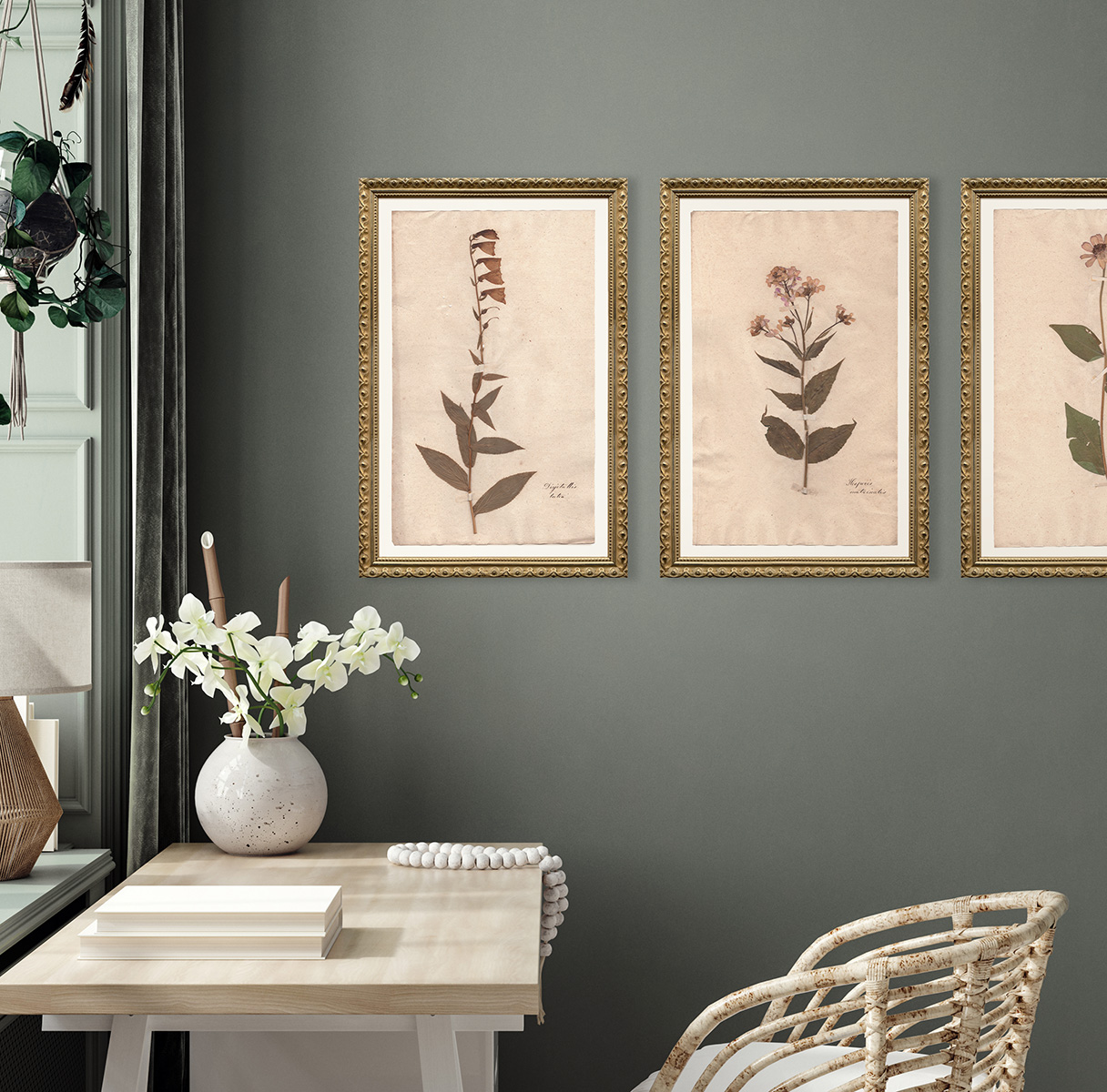 Framed Herbarium prints on office wall by Summer Weeds