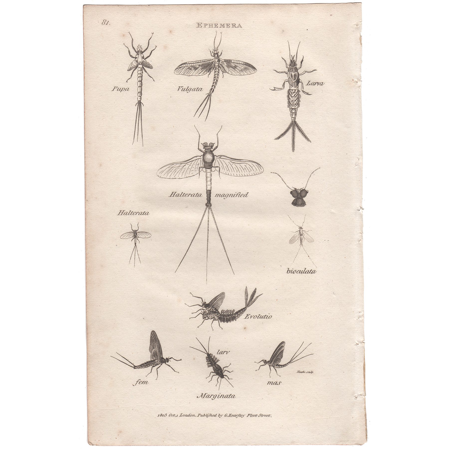 Shaw Insects Plate 81 May Fly