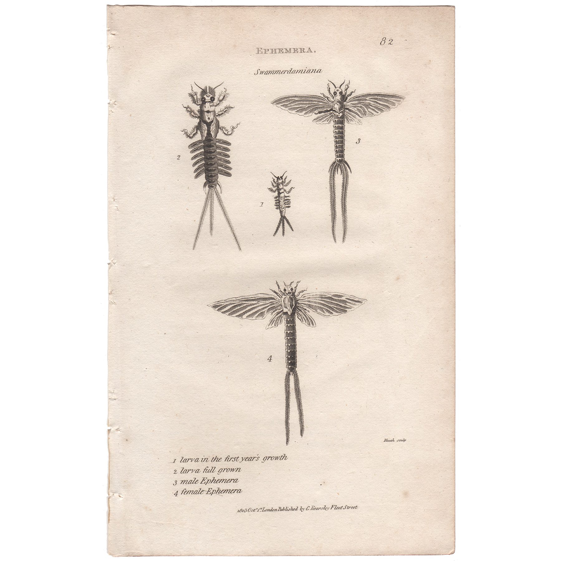 Shaw Insects Plate 82 May Fly