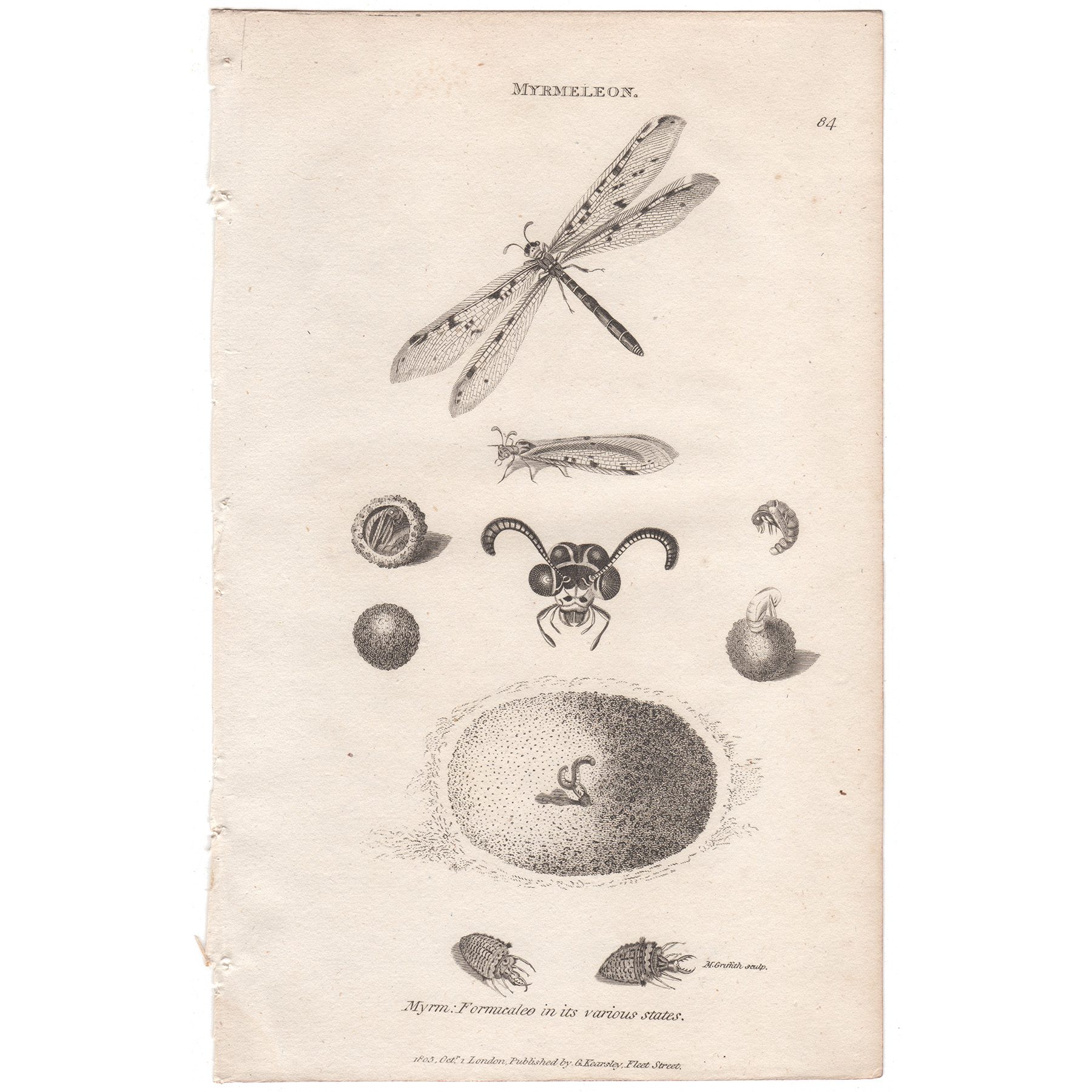 Shaw Insects Plate 84 Antilion