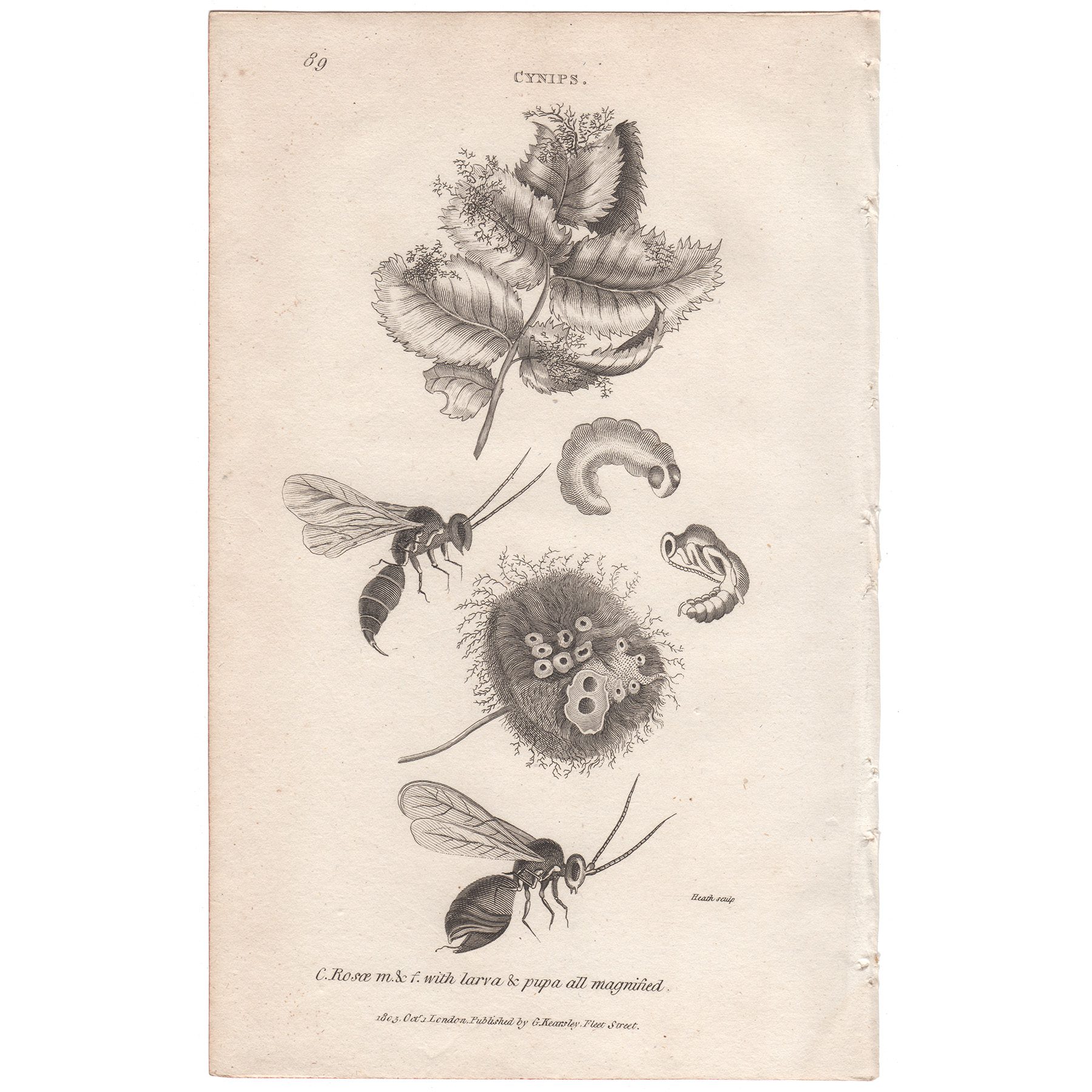 Shaw Insects Plate 89 Rose Bedeguar Gall Wasp