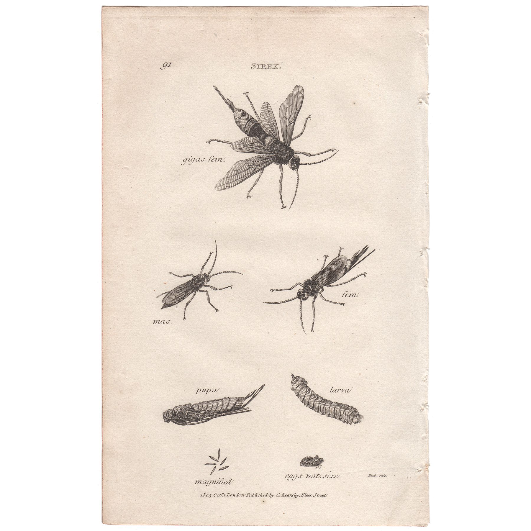 Shaw Insects Plate 91 Giant Woodwasp