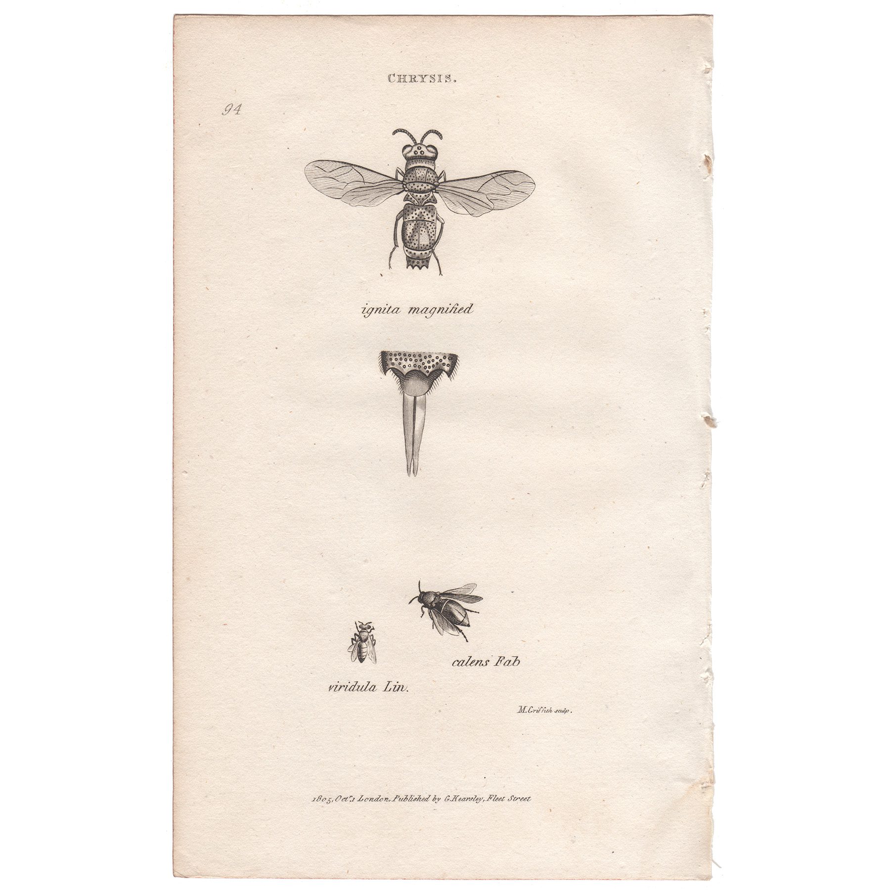 Shaw Insects Plate 94 Cuckoo Wasp