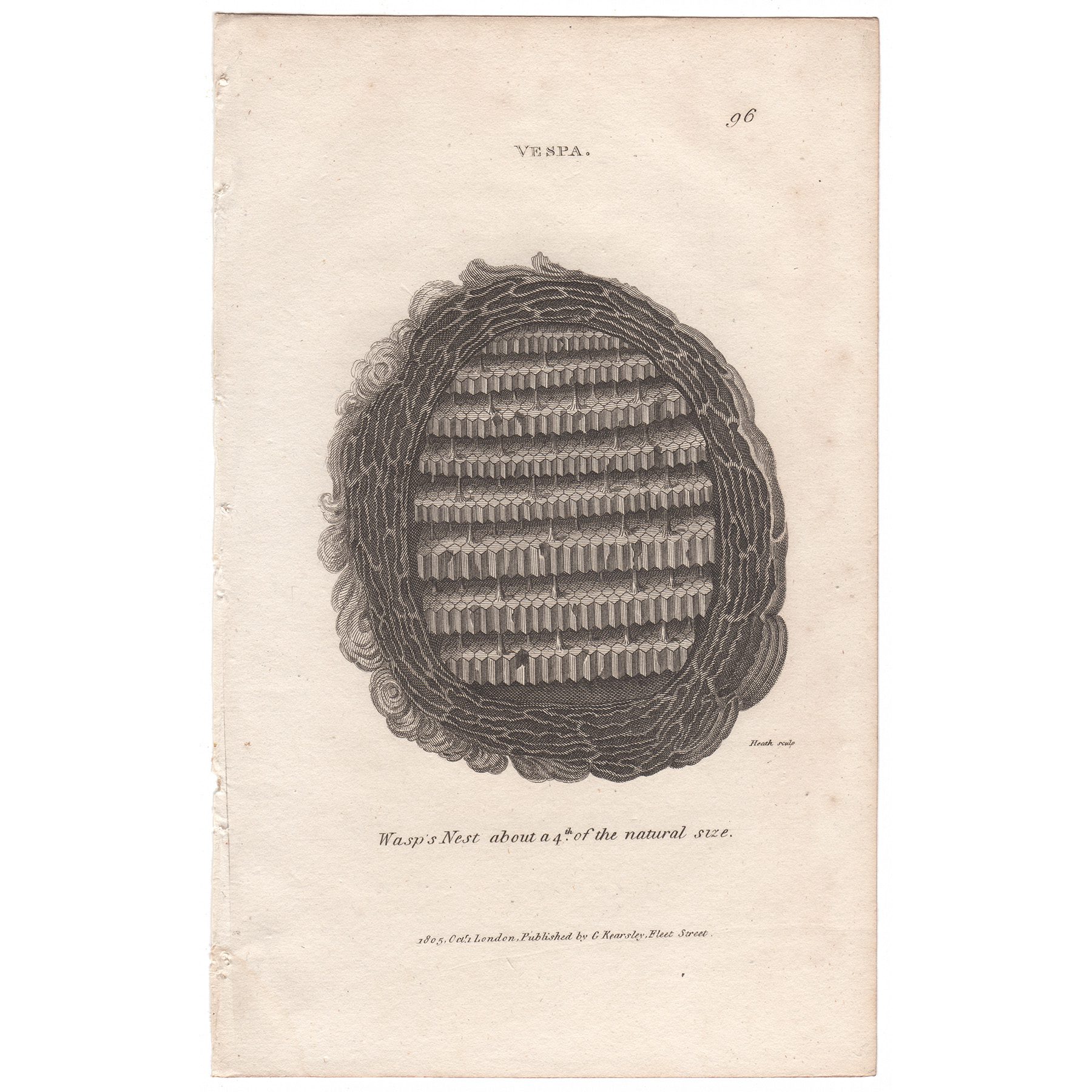 Shaw Insects Plate 96 Common Wasp Nest