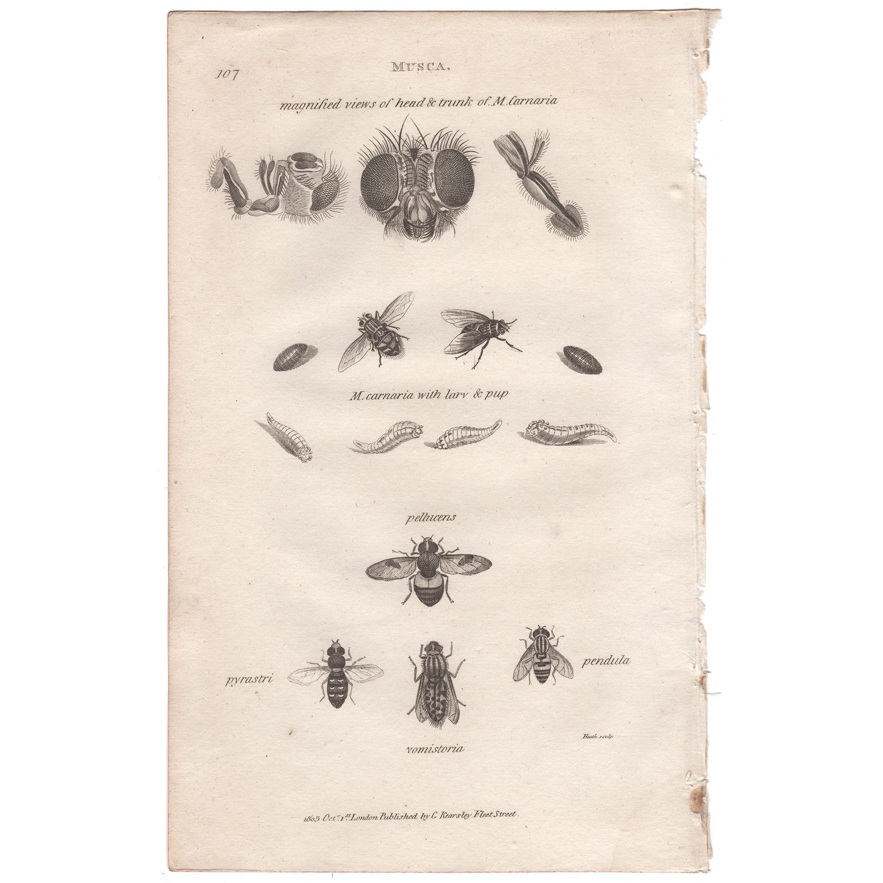 Shaw Insects Plate 107 Flesh Fly