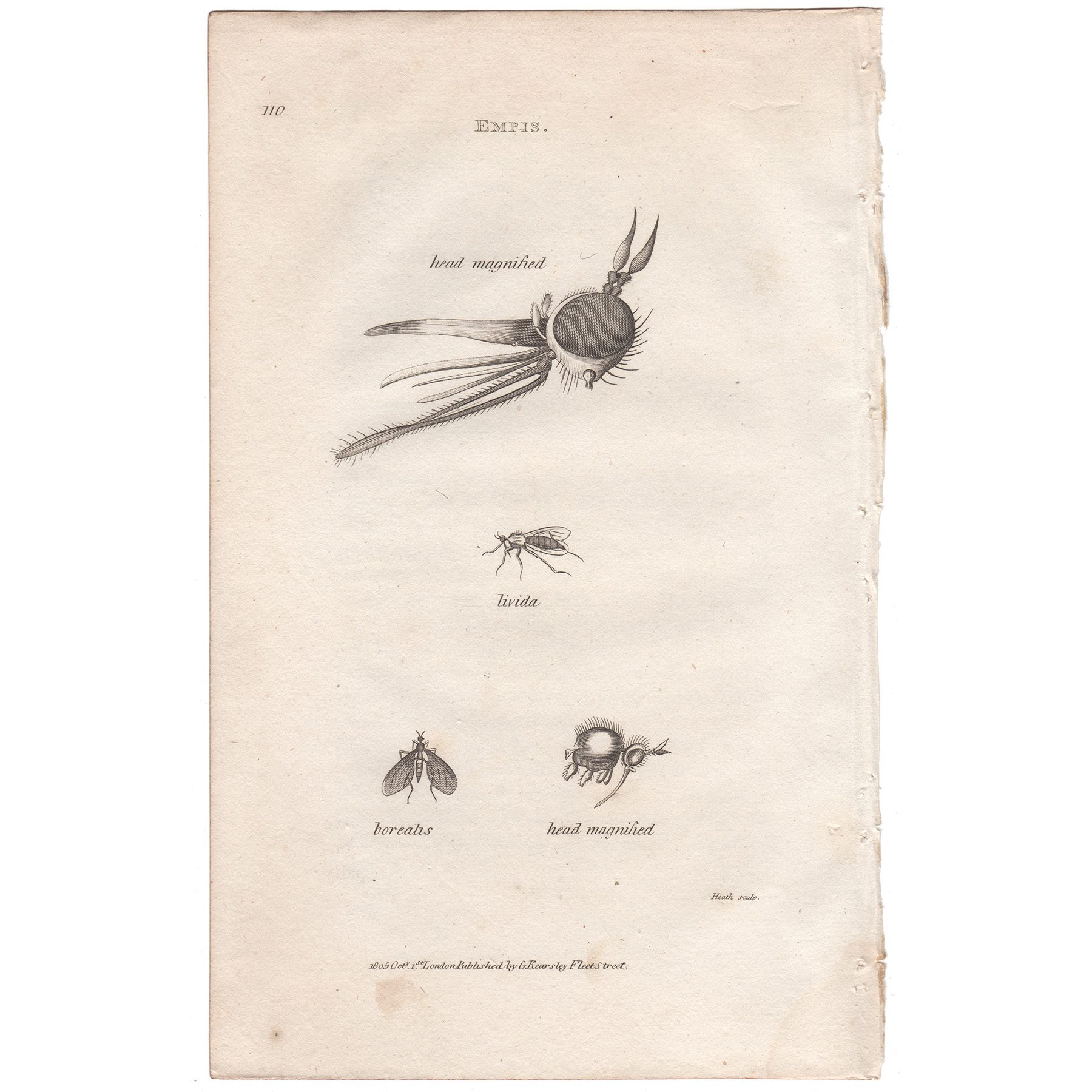 Shaw Insects Plate 110 Brown Fly