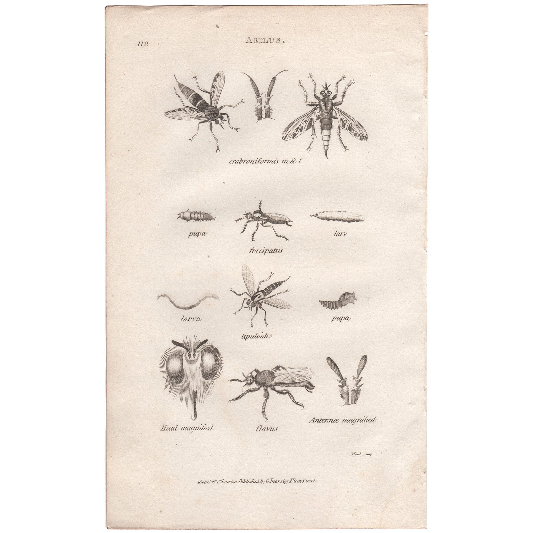 Shaw Insects Plate 112 Hornet Robberfly