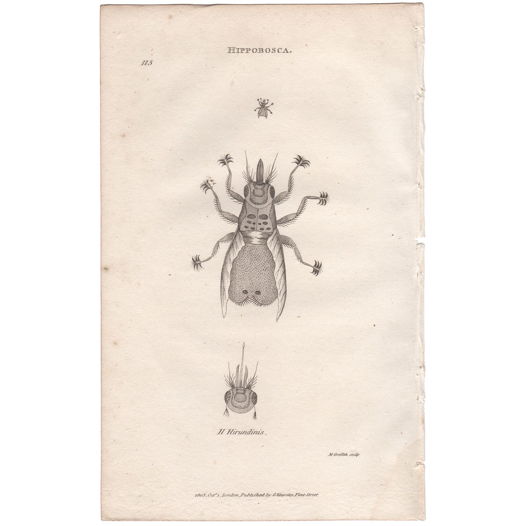 Shaw Insects Plate 115 Louse Fly