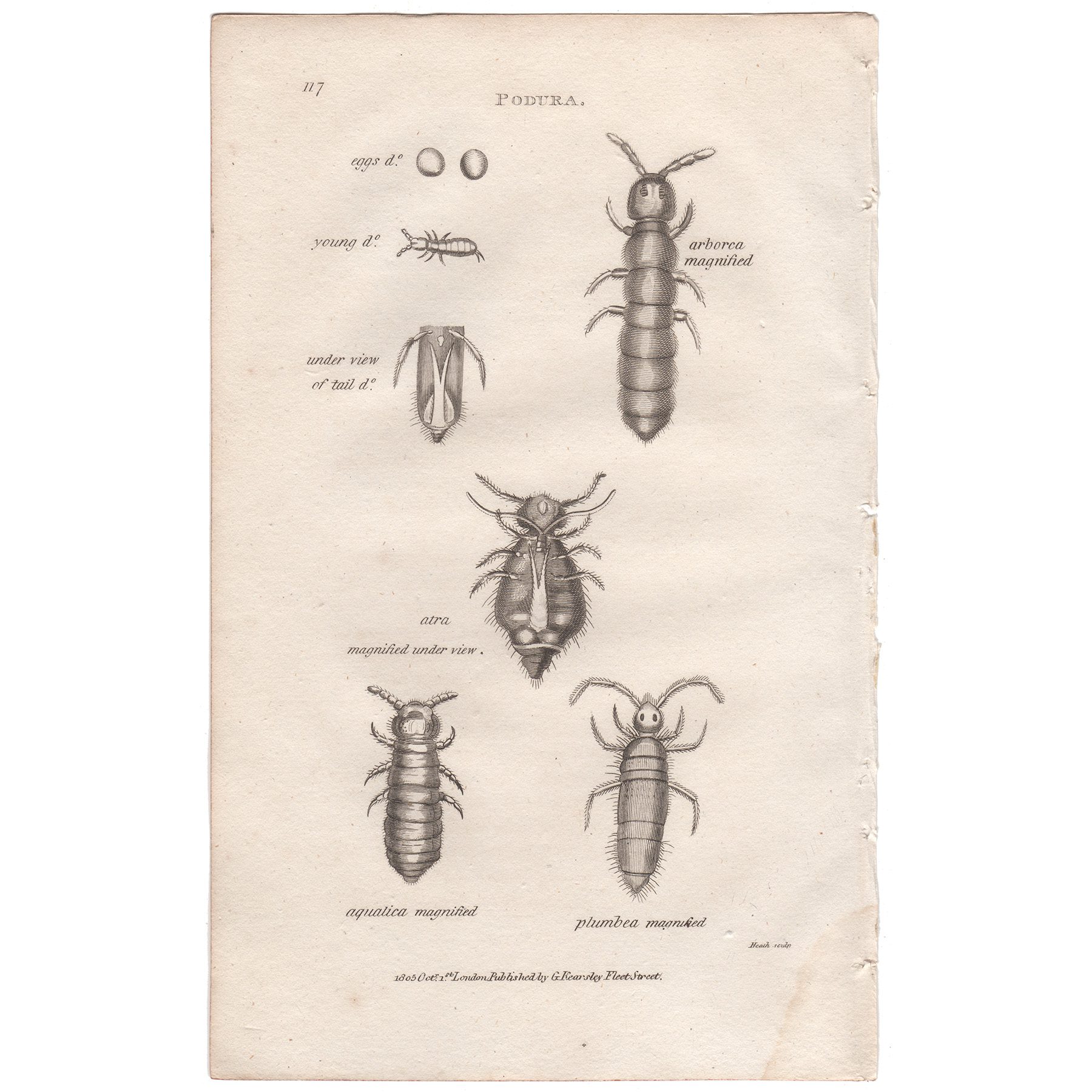 Shaw Insects Plate 117 Water Springtail