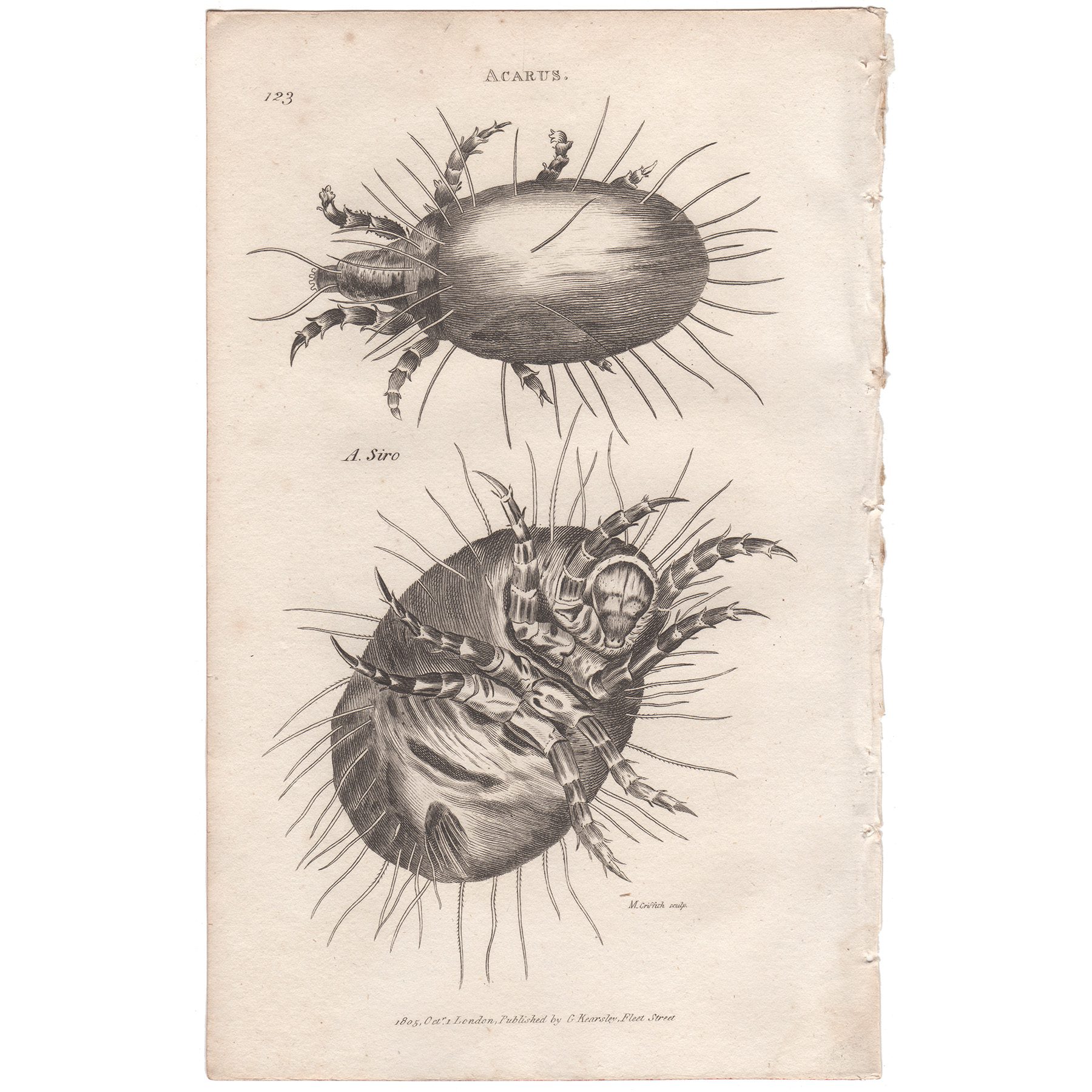 Shaw Insects Plate 123 Four Mite