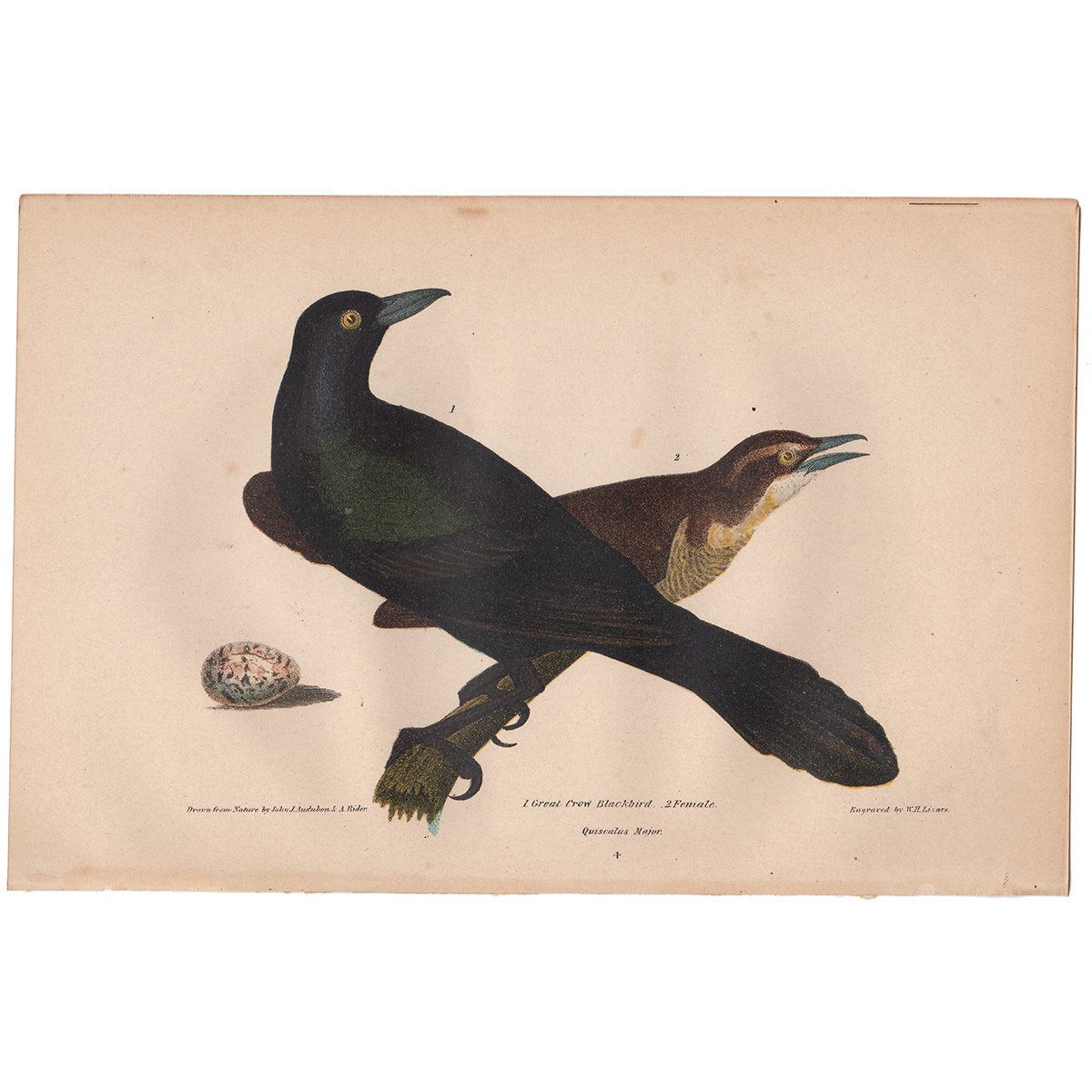 Wilson American Ornithology Supp Plate 4 Blackbird