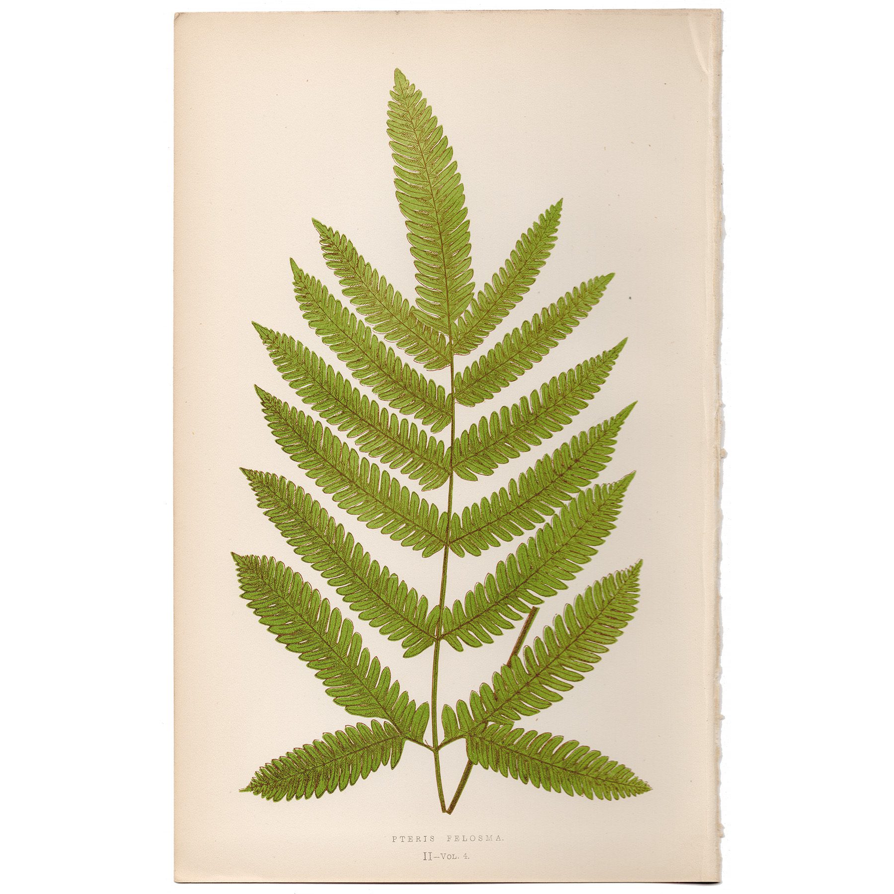 Lowe Ferns Vol 4 Plate 2 Heavy Swelling Brake Fern