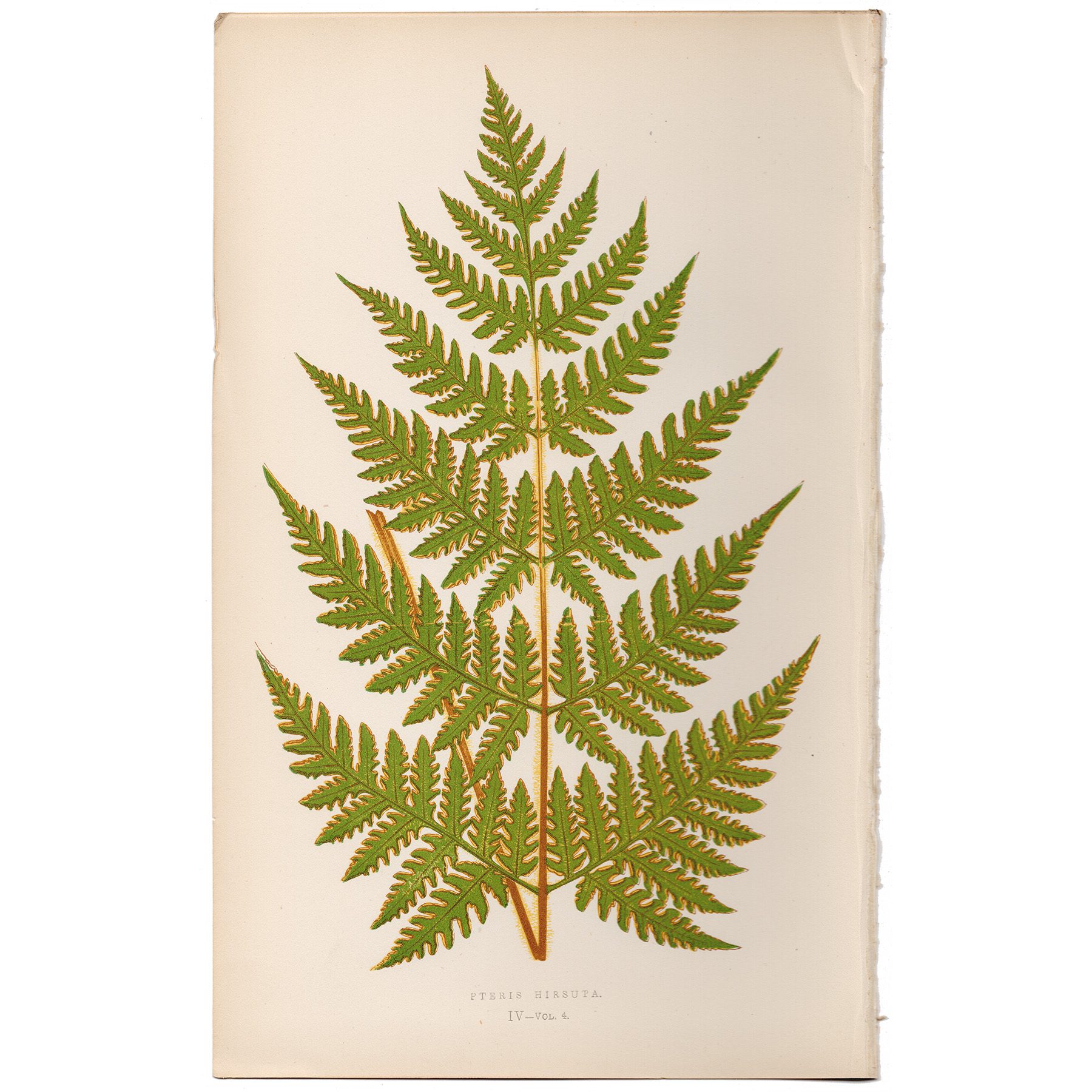 Lowe Ferns Vol 4 Plate 4 Hairy Brake Fern