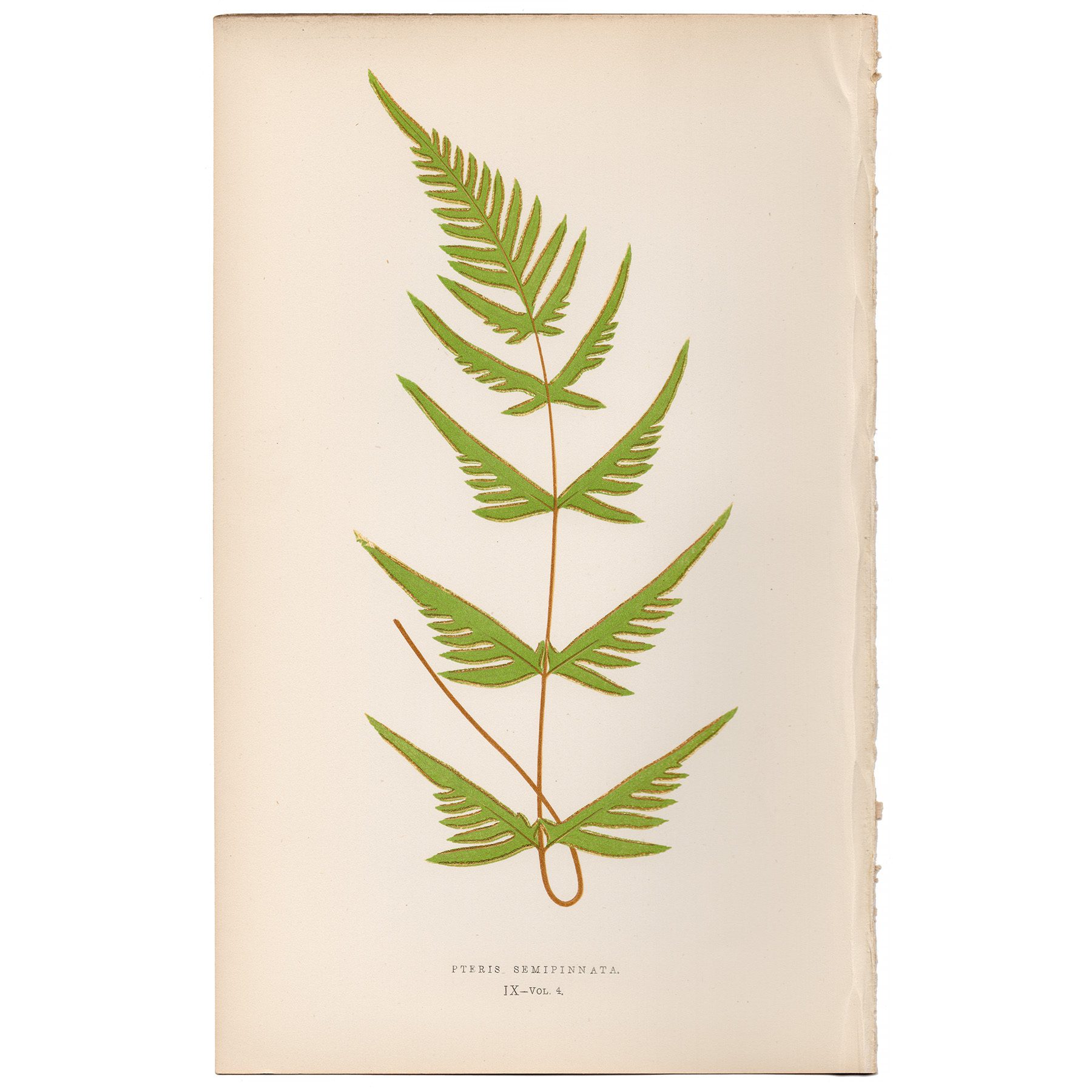 Lowe Ferns Vol 4 Plate 9 Partly-pinnate Brake Fern