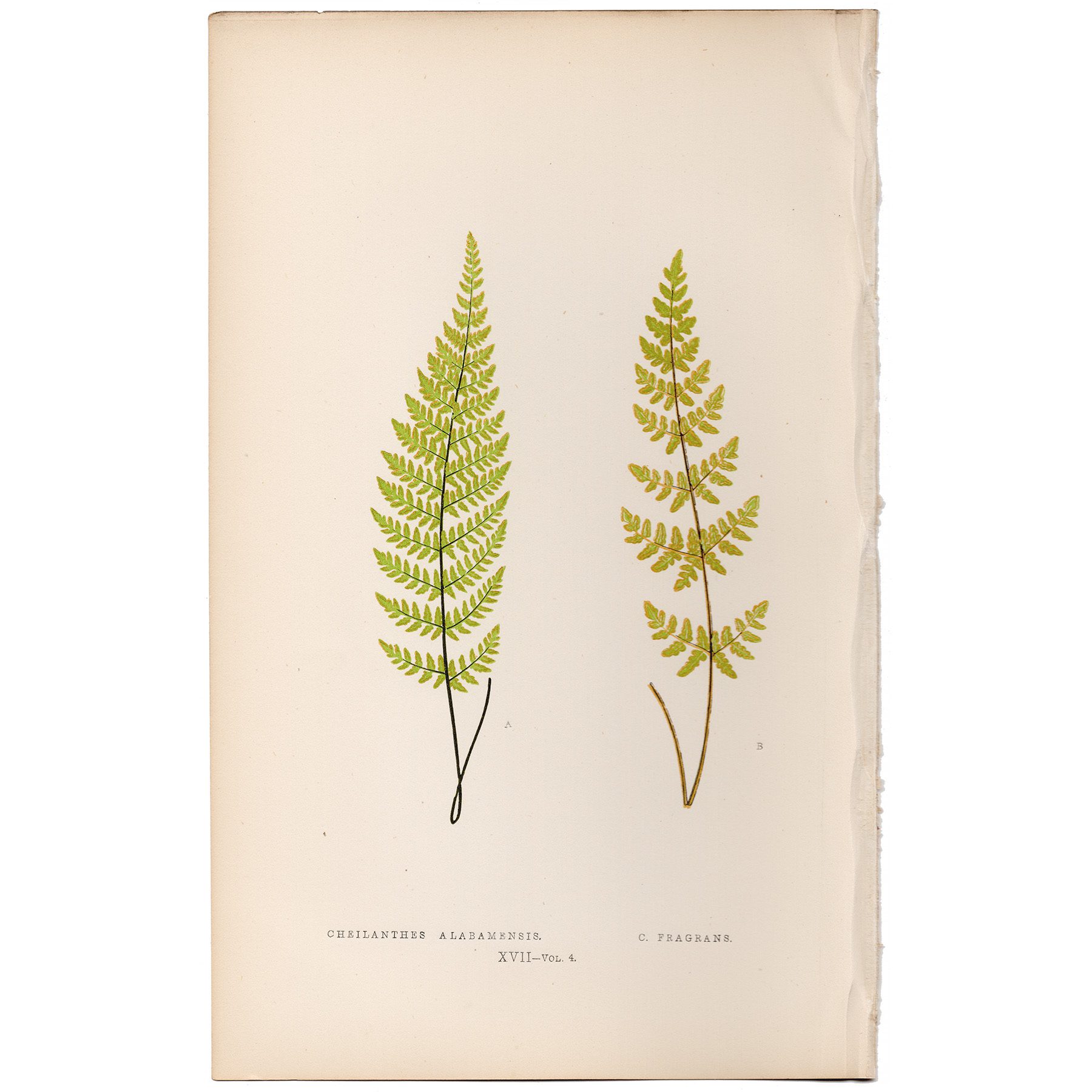 Lowe Ferns Vol 4 Plate 17 Alabama Lip Fern