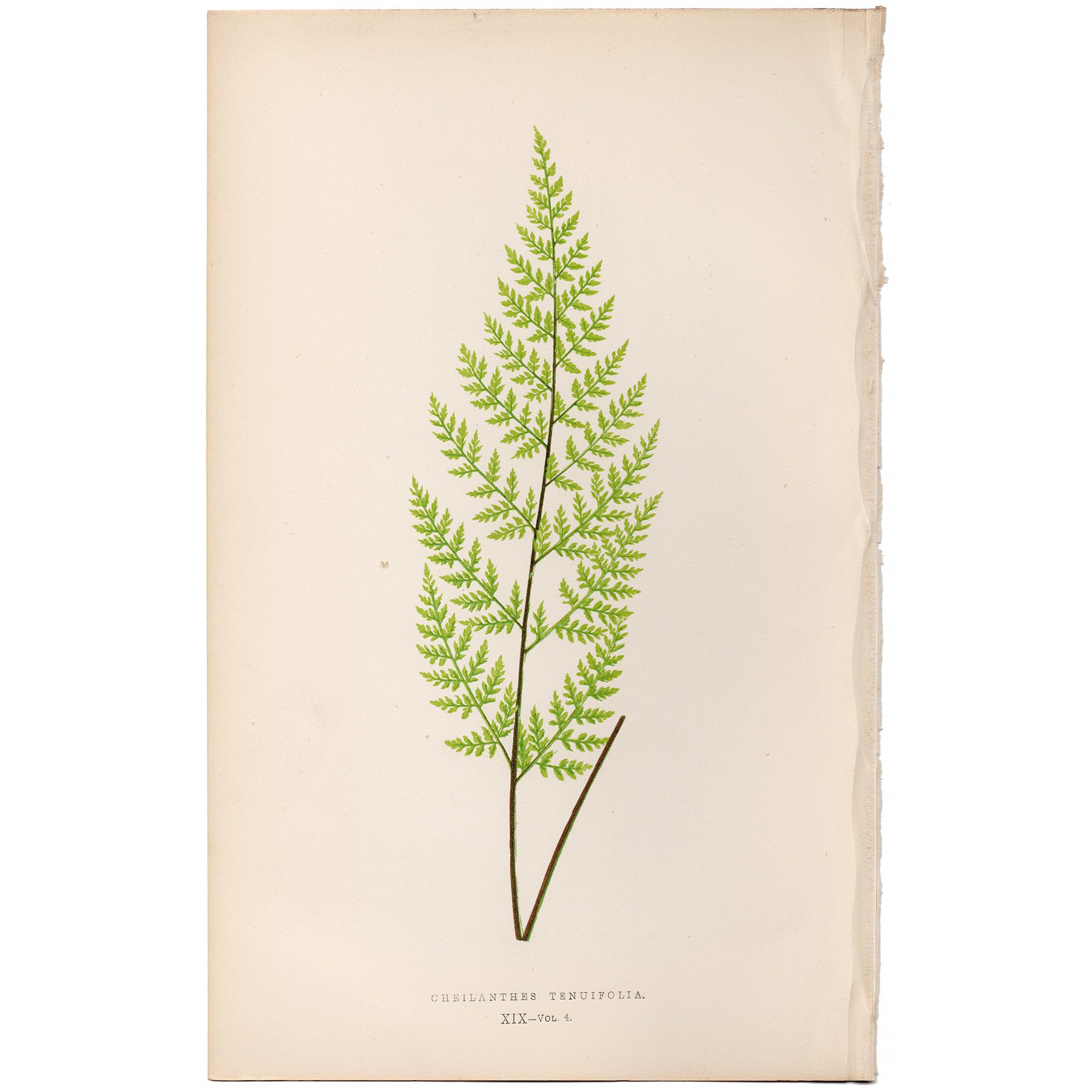 Lowe Ferns Vol 4 Plate 19 Slender-leaved Lip Fern