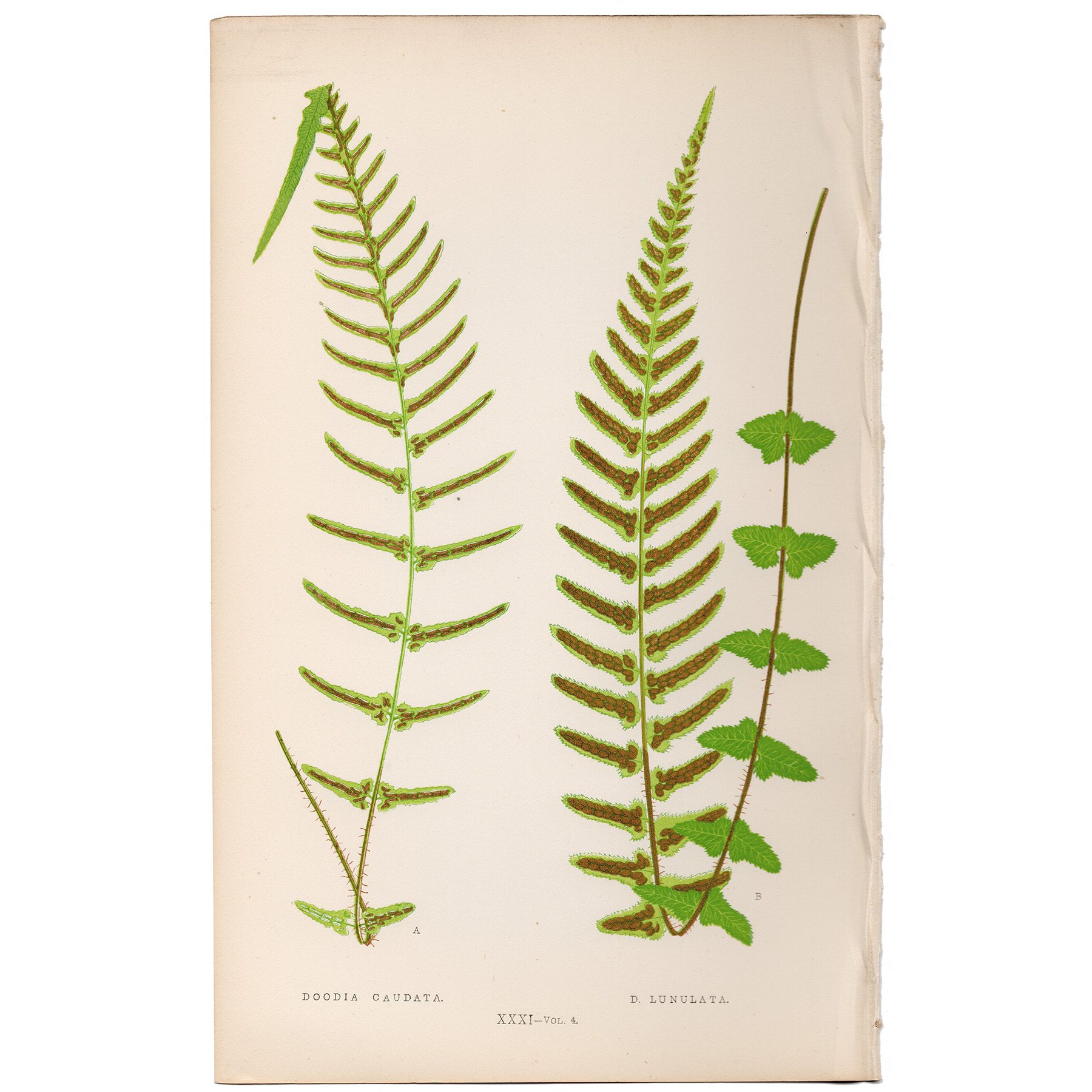 Lowe Ferns Vol 4 Plate 31 Tailed Doody Fern