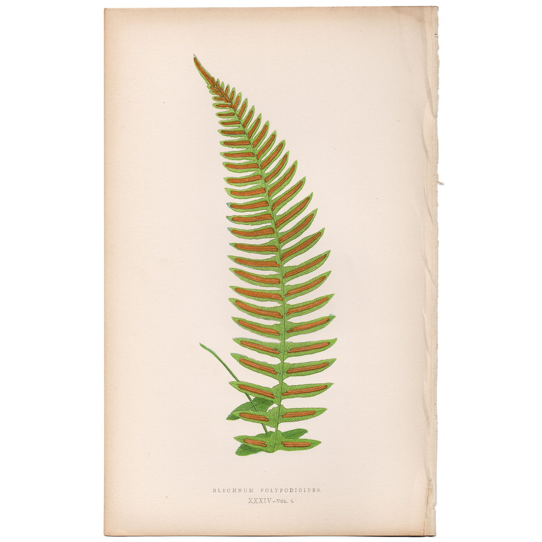 Lowe Ferns Vol 4 Plate 34 Polypodium-like Hard Fern
