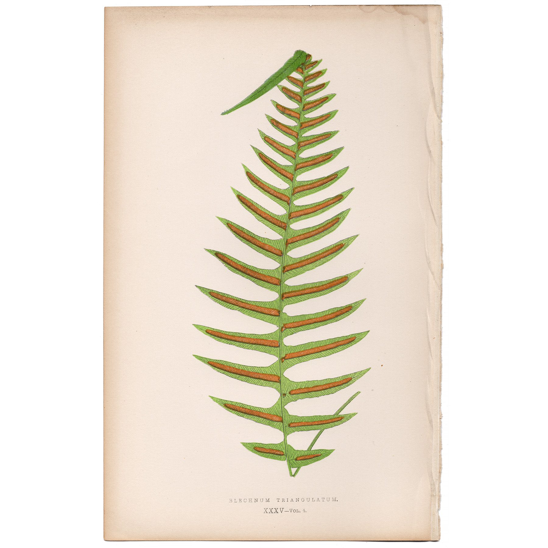 Lowe Ferns Vol 4 Plate 35 Three-angled Hard Fern