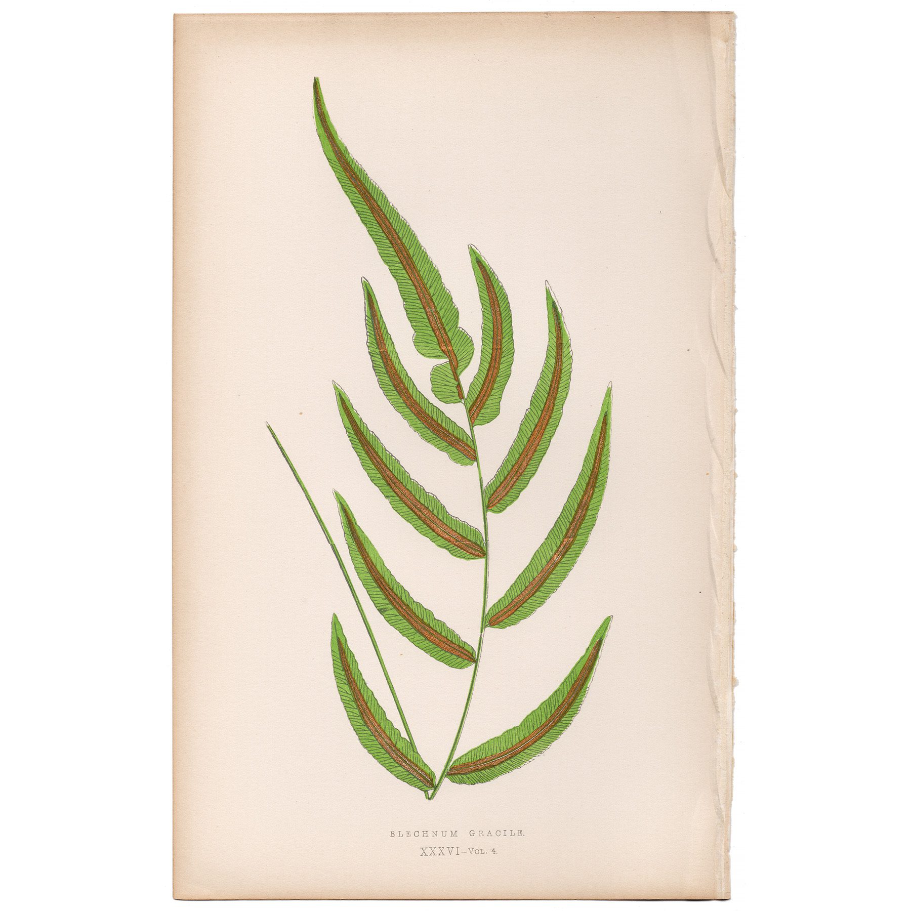Lowe Ferns Vol 4 Plate 36 Slender Hard Fern