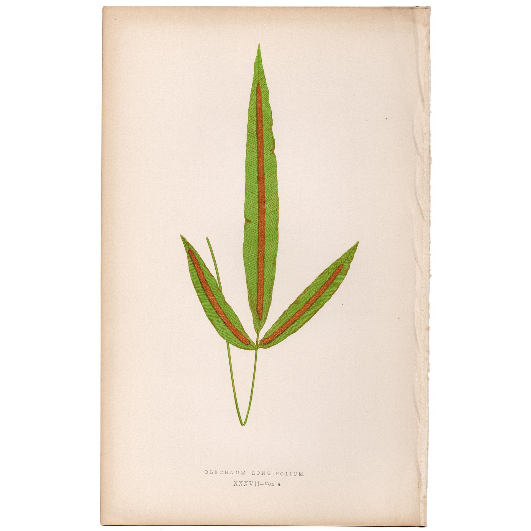 Lowe Ferns Vol 4 Plate 37 Long-leaved Hard Fern