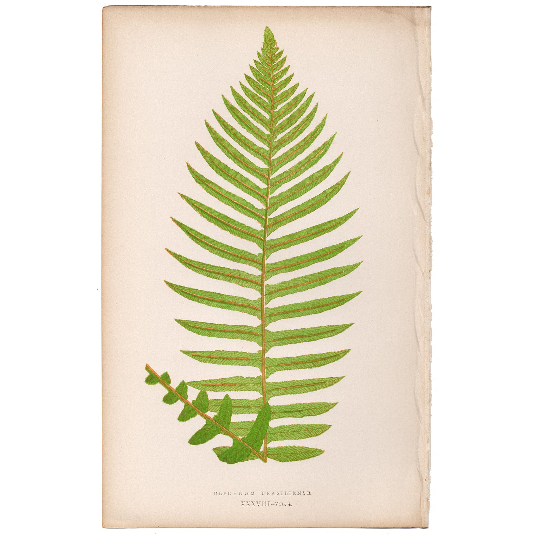 Lowe Ferns Vol 4 Plate 38 Brazilian Hard Fern