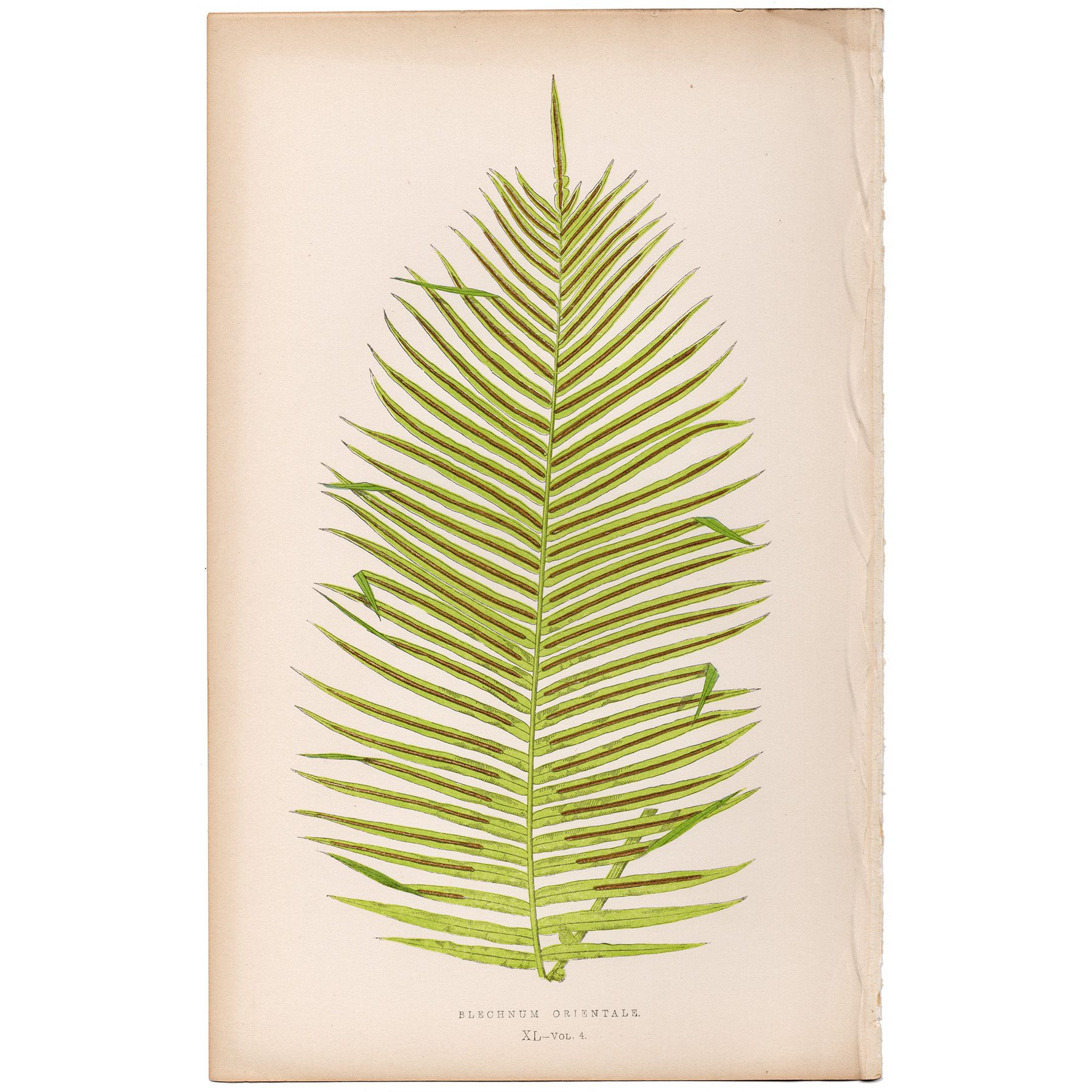 Lowe Ferns Vol 4 Plate 40 Eastern Hard Fern