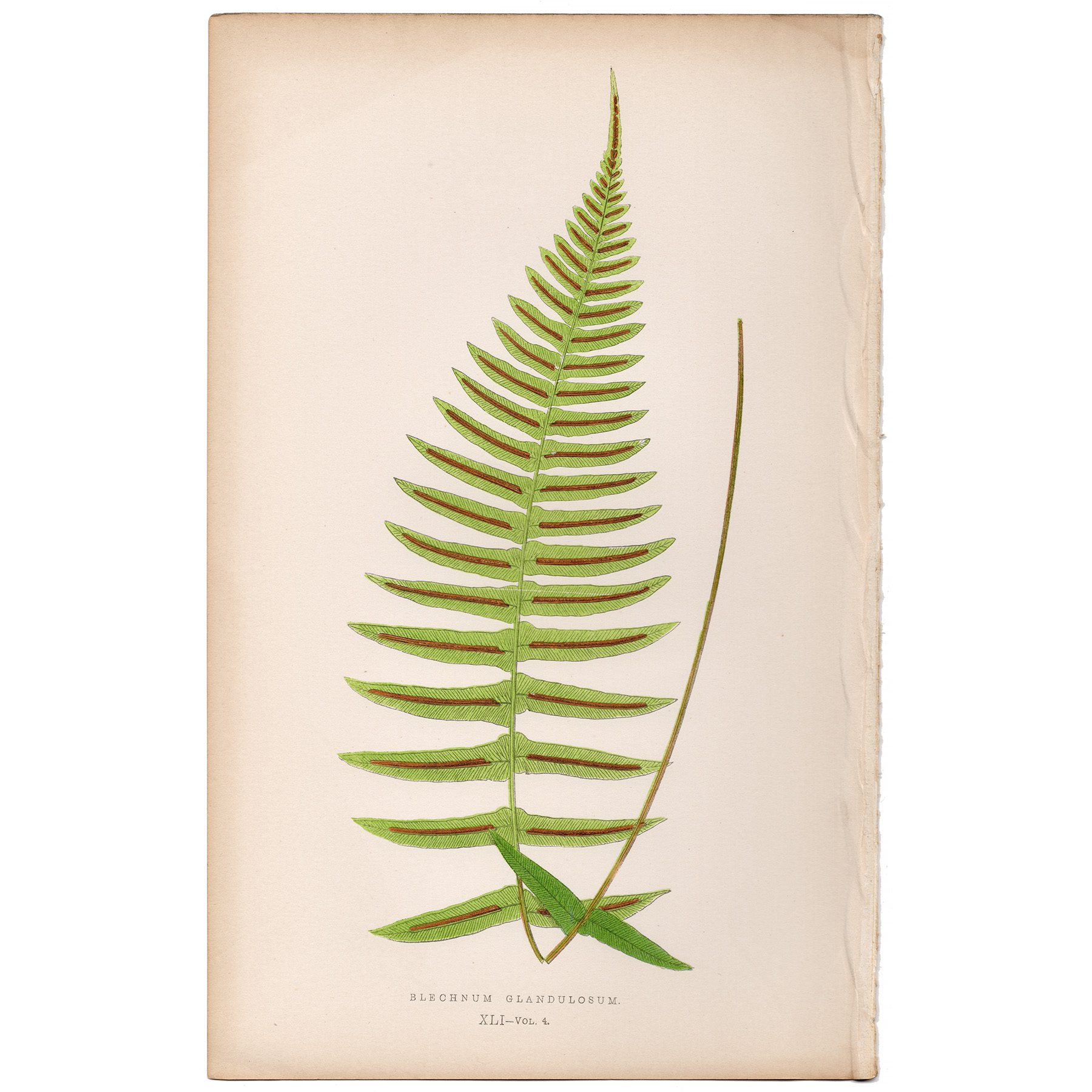 Lowe Ferns Vol 4 Plate 41 Glanded Hard Fern