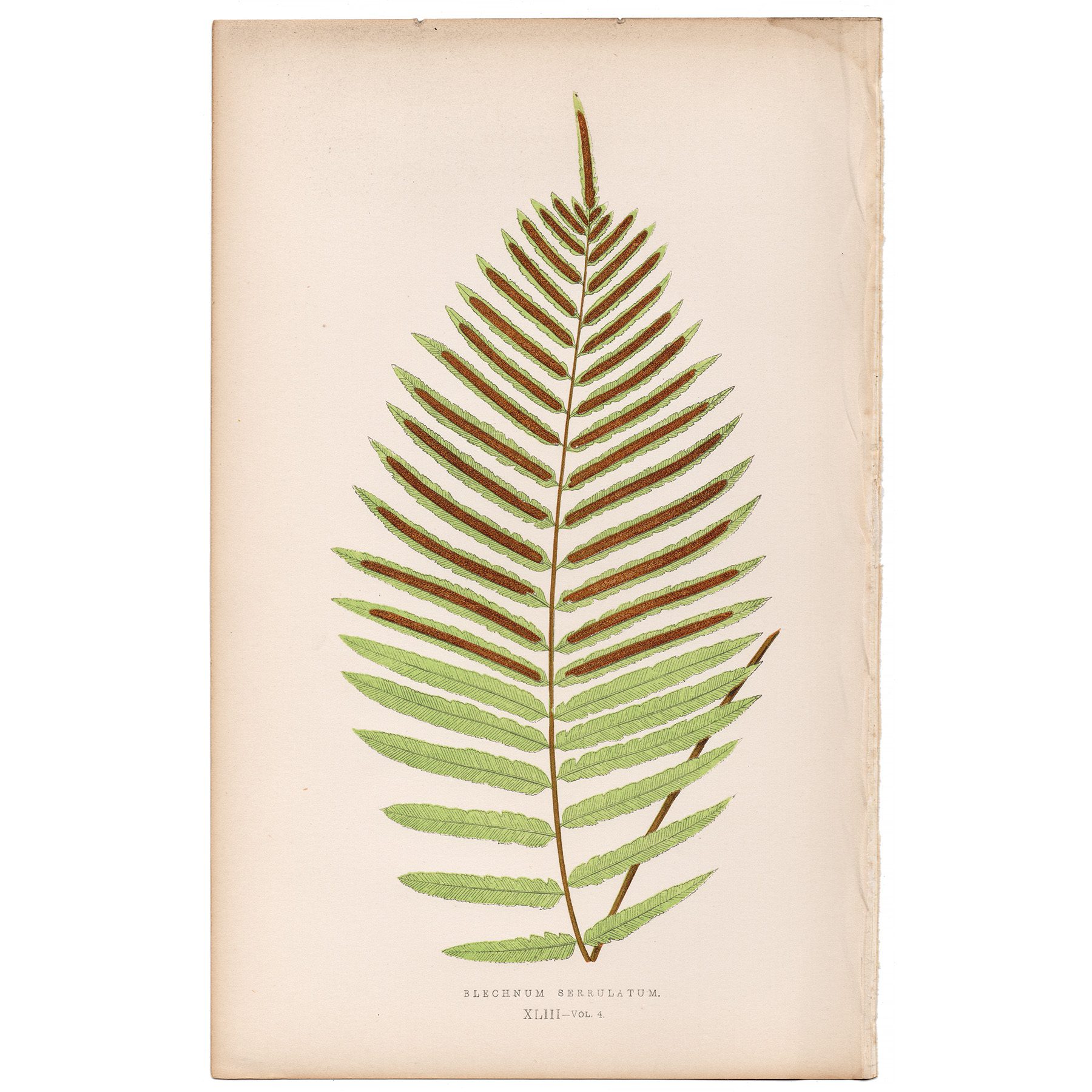 Lowe Ferns Vol 4 Plate 43 Saw-edged Hard Fern