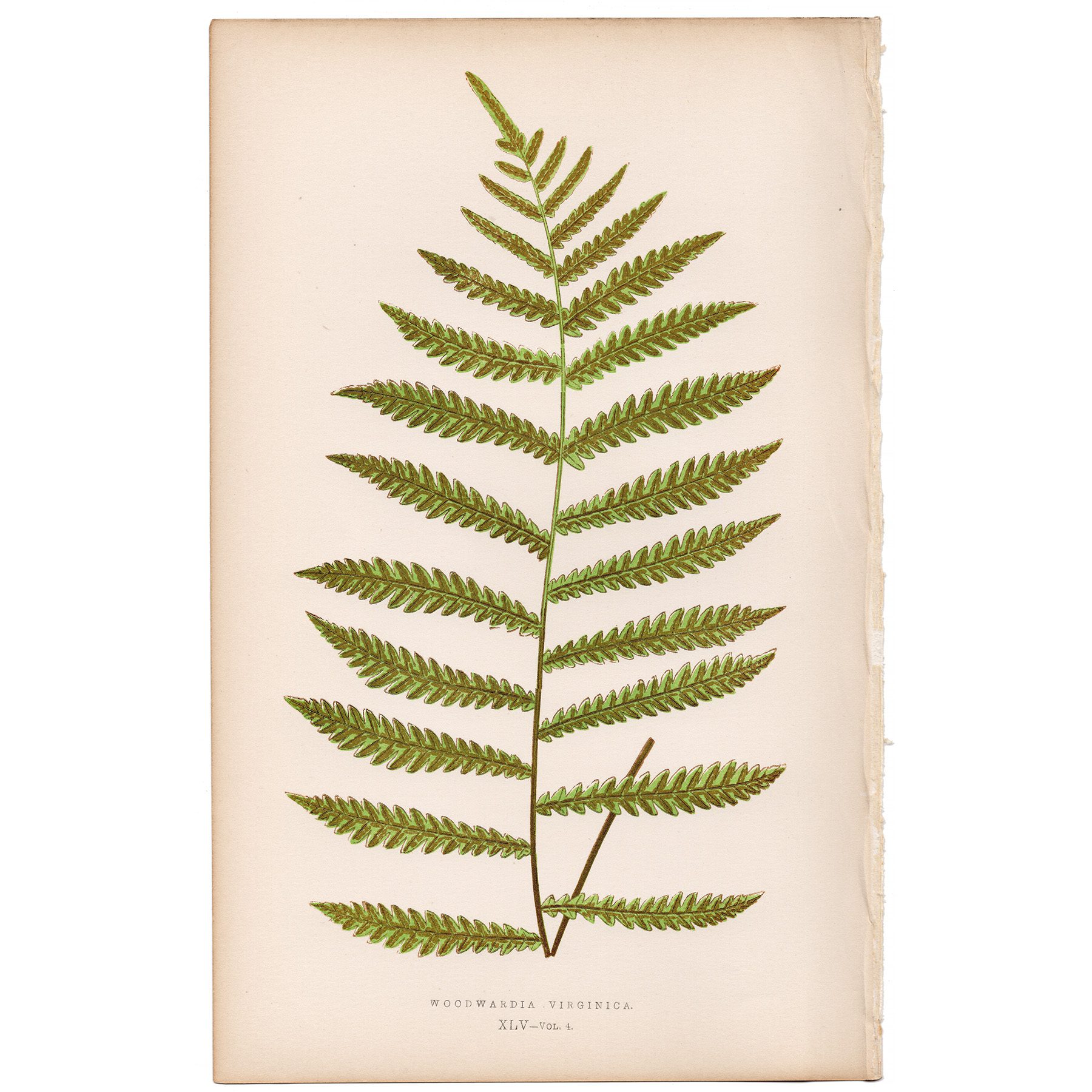 Lowe Ferns Vol 4 Plate 45 Virginian Chain Fern