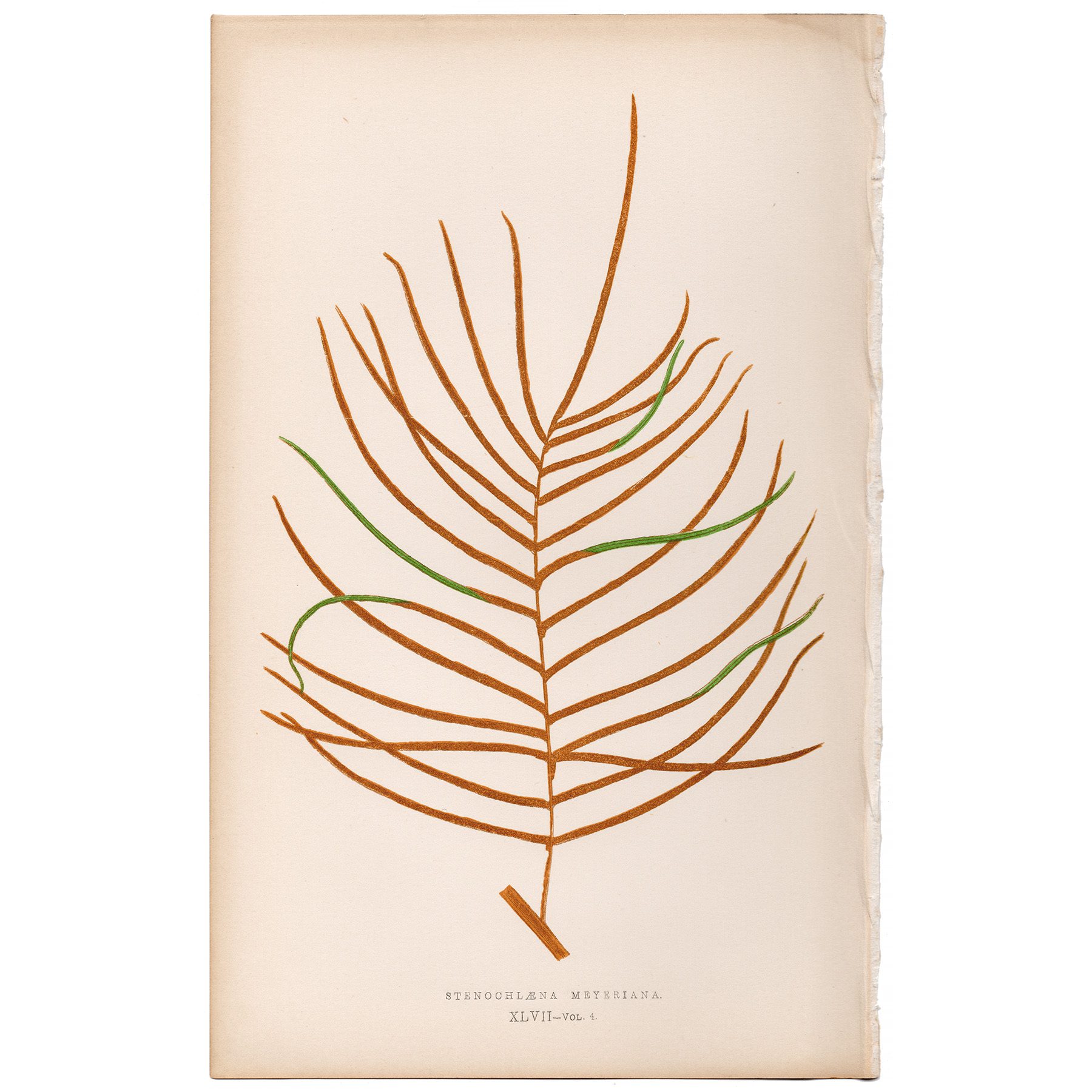 Lowe Ferns Vol 4 Plate 47 Giant Vine Fern