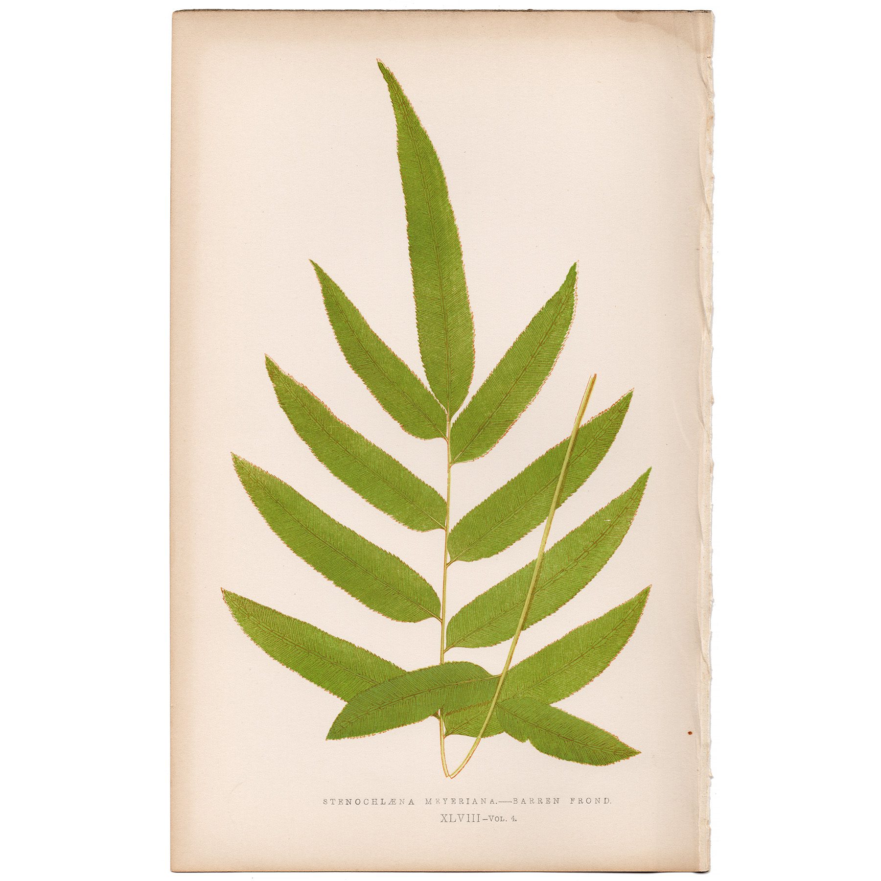 Lowe Ferns Vol 4 Plate 48 Giant Vine Fern