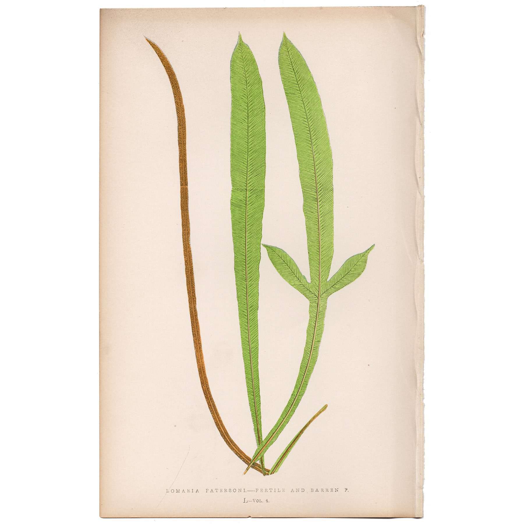Lowe Ferns Vol 4 Plate 50 Paterson's Water Fern