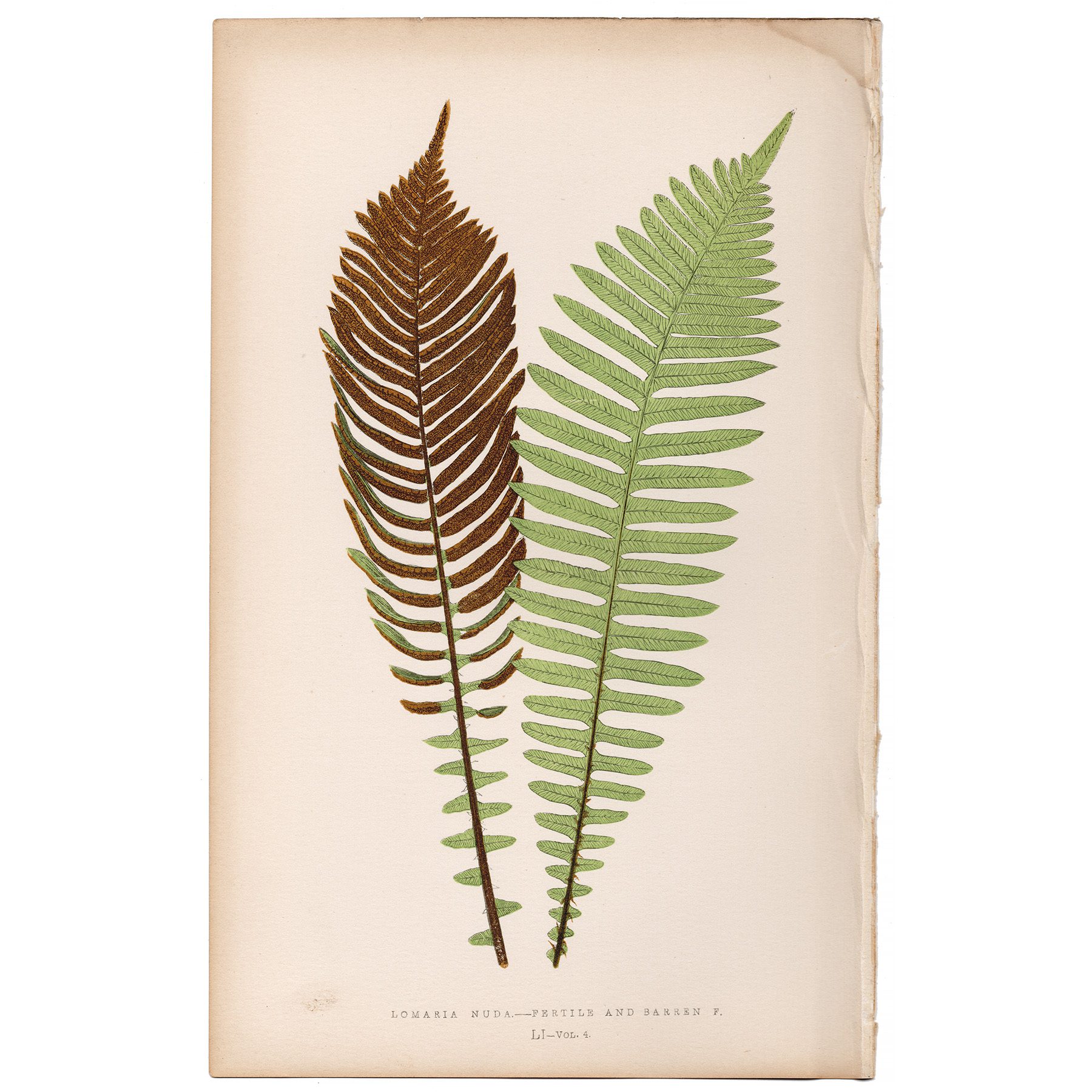 Lowe Ferns Vol 4 Plate 51 Naked Fishbone Water Fern