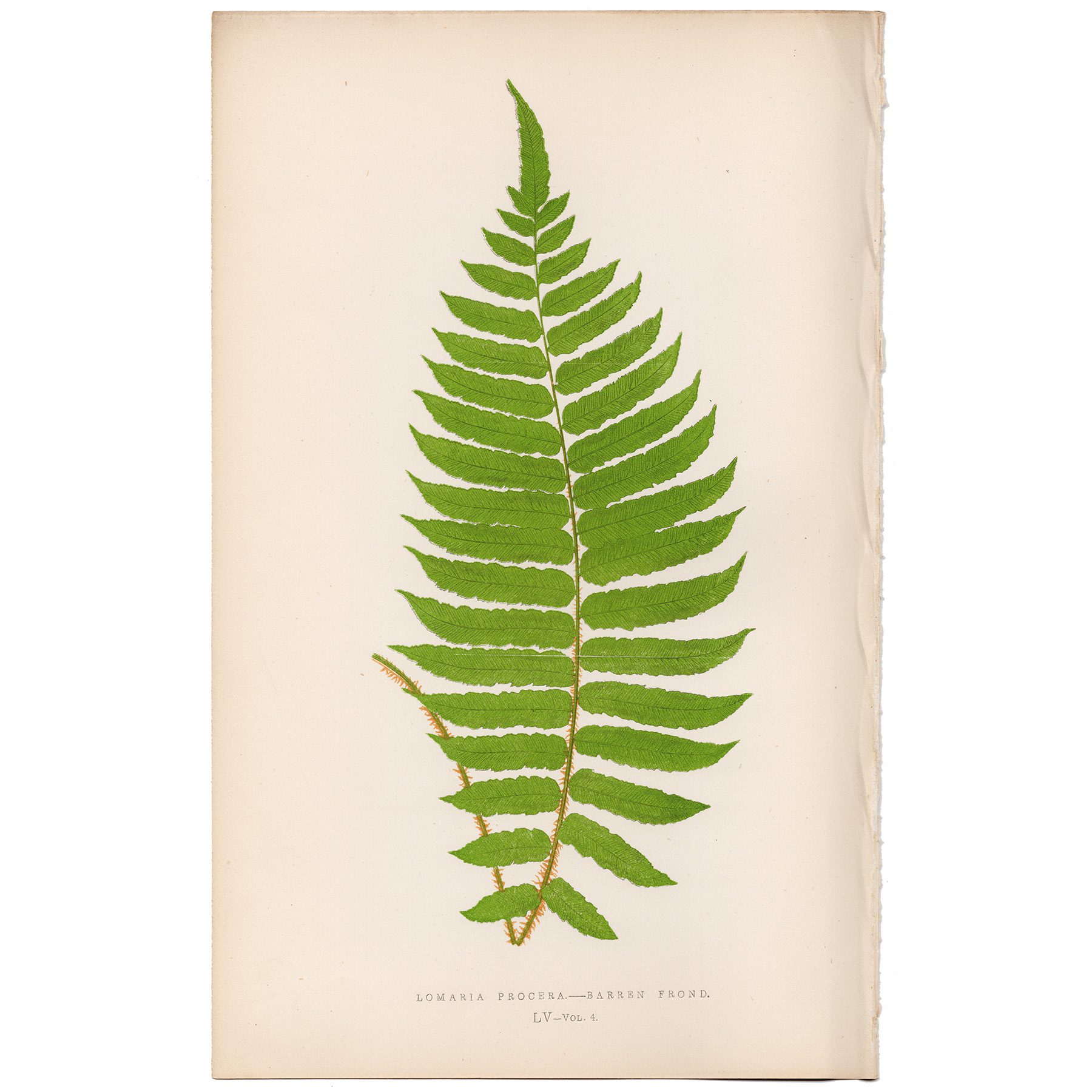 Lowe Ferns Vol 4 Plate 55 Tall Water Fern