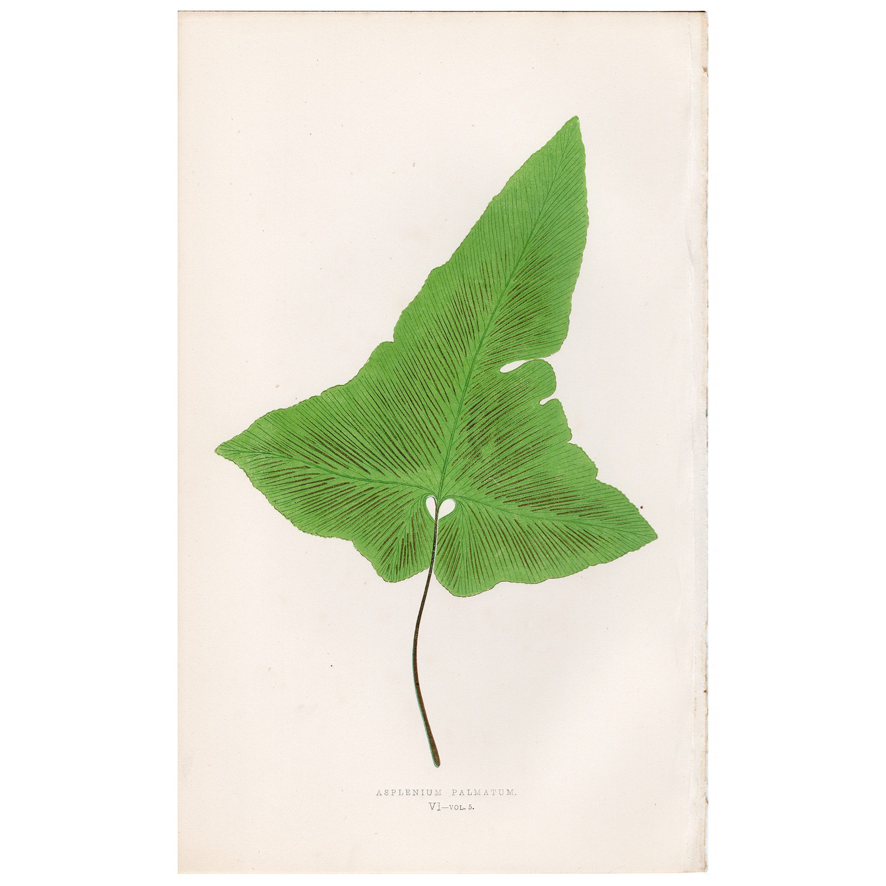 Lowe Ferns Vol 5 Plate 6 Hand-shaped Spleenwort