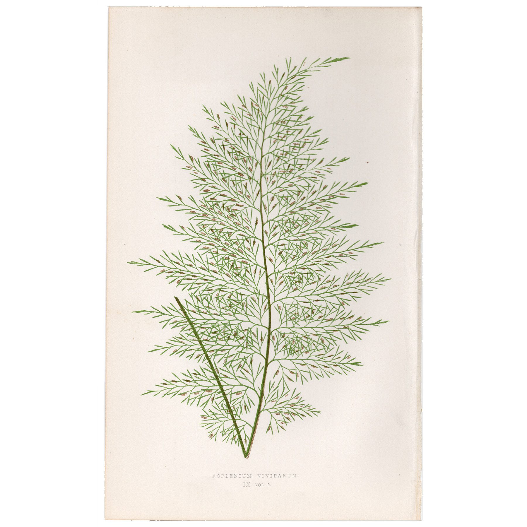 Lowe Ferns Vol 5 Plate 9 Viviparous Spleenwort
