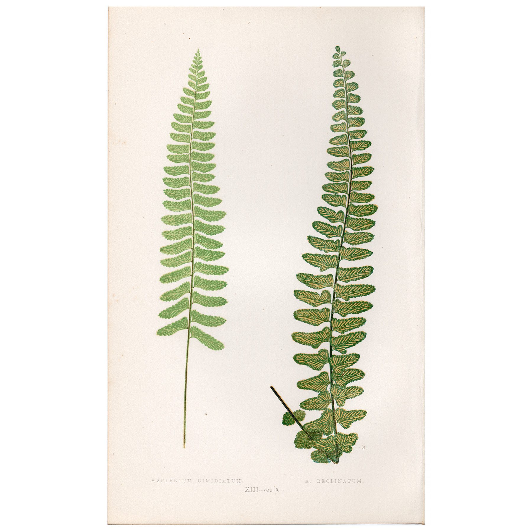 Lowe Ferns Vol 5 Plate 13 Halved Spleenwort